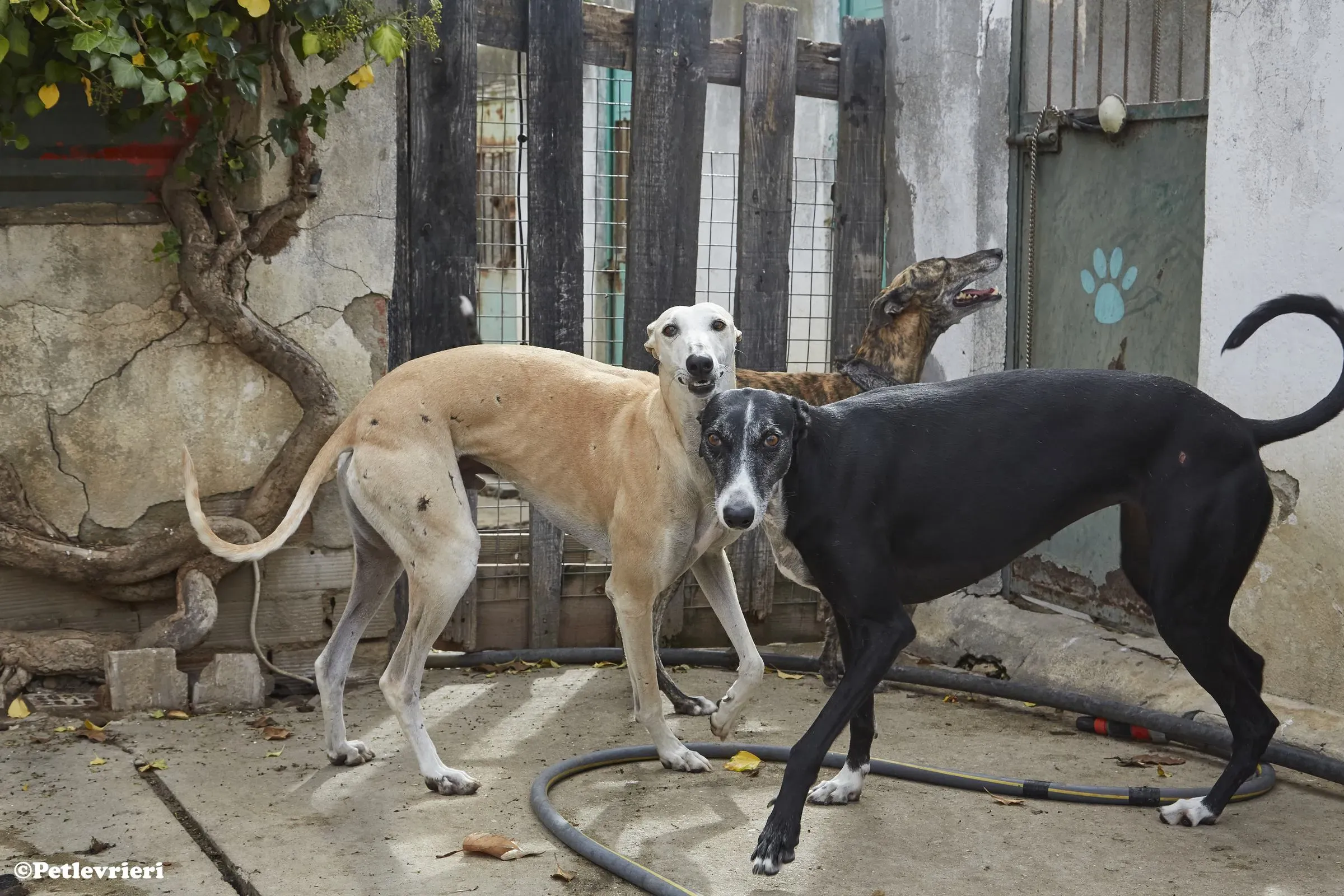 Niels adozione levrieri galgo 013