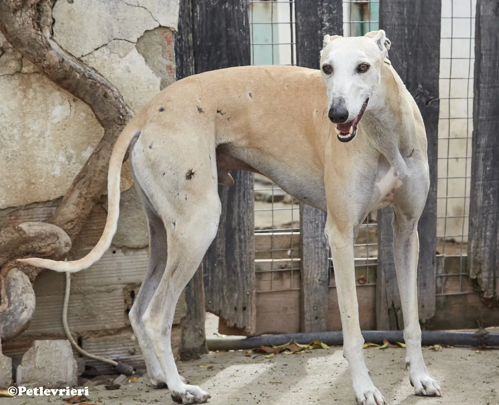 Niels adozione levrieri galgo 014