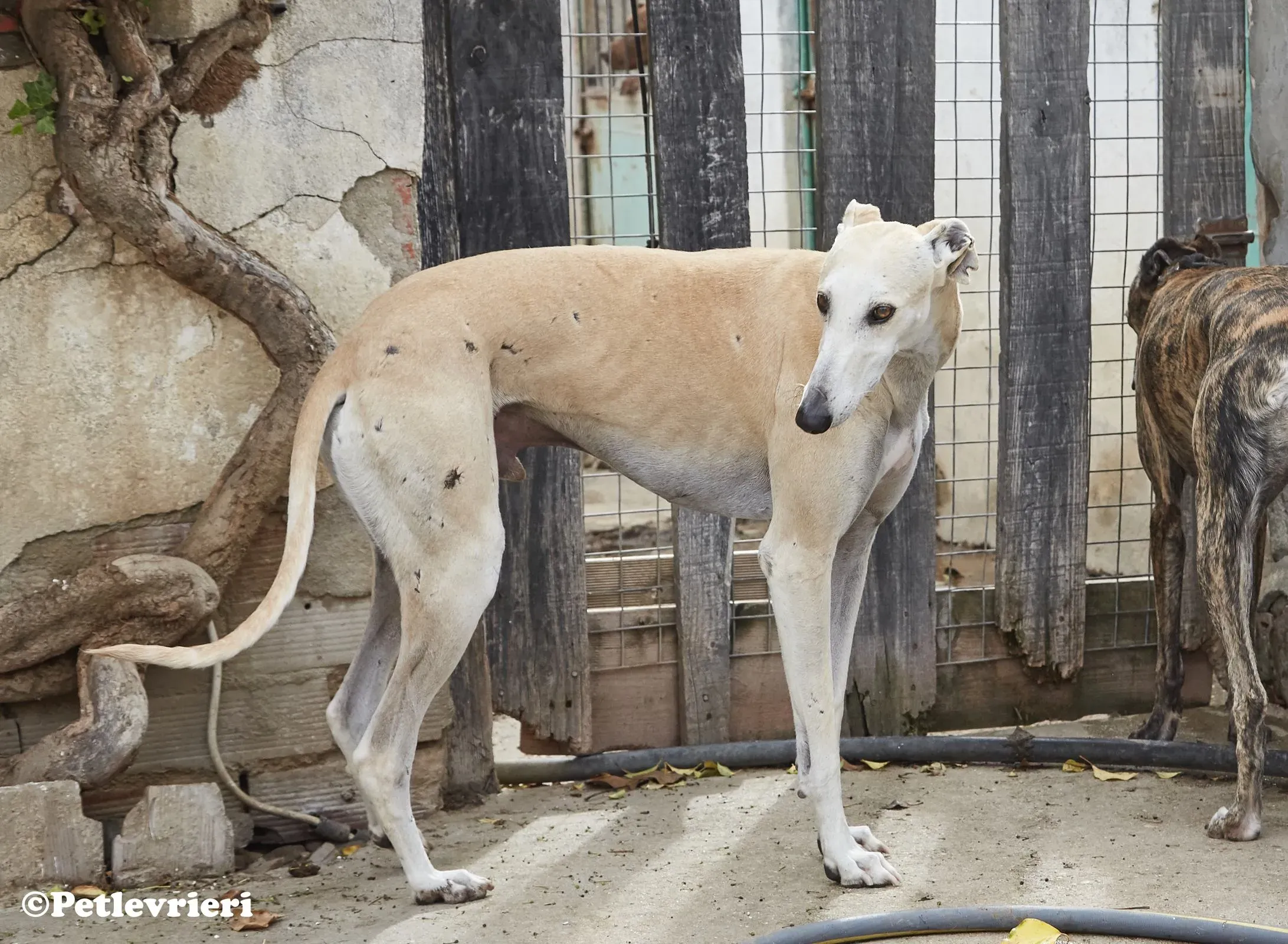 Niels adozione levrieri galgo 015