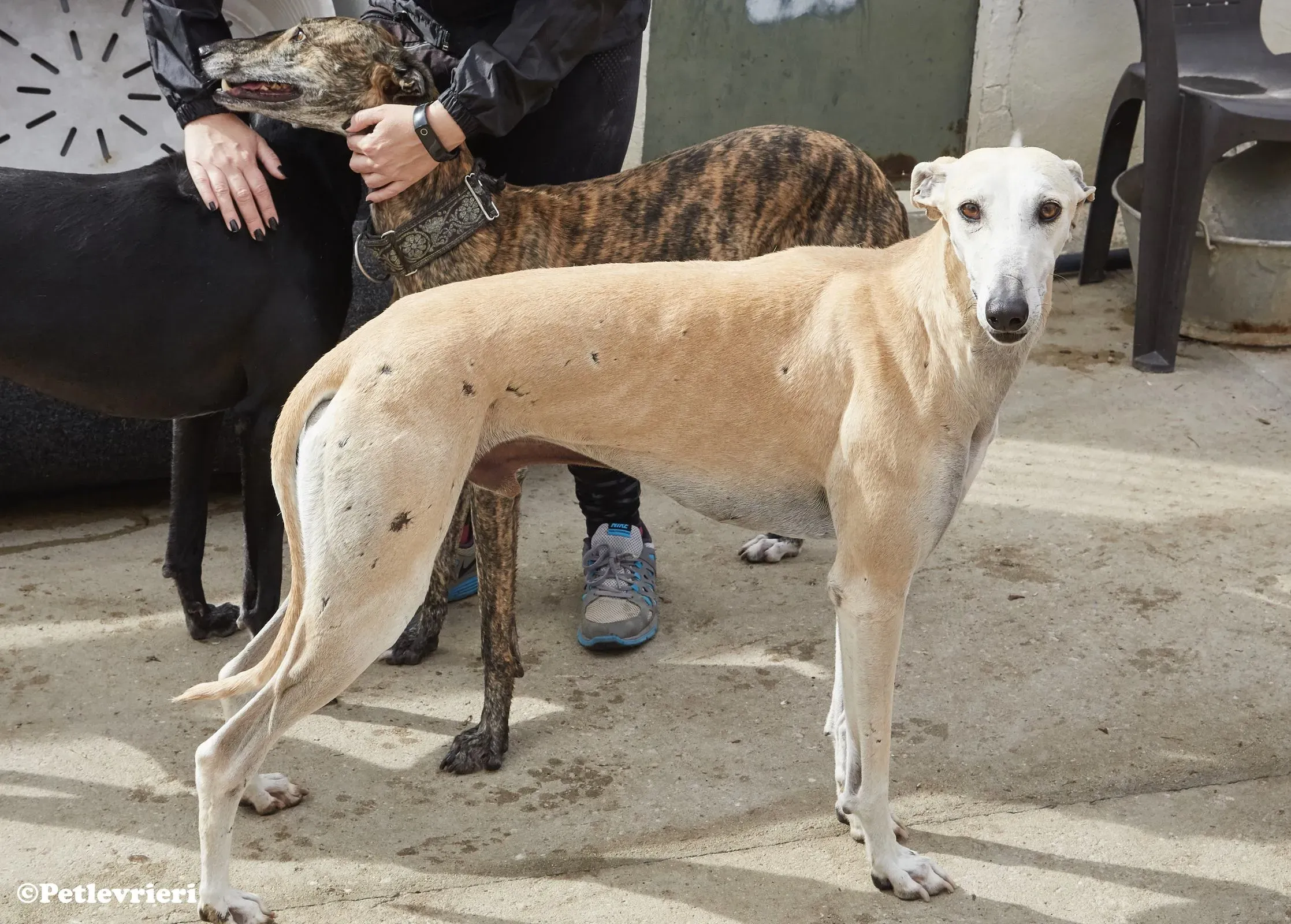 Niels adozione levrieri galgo 016