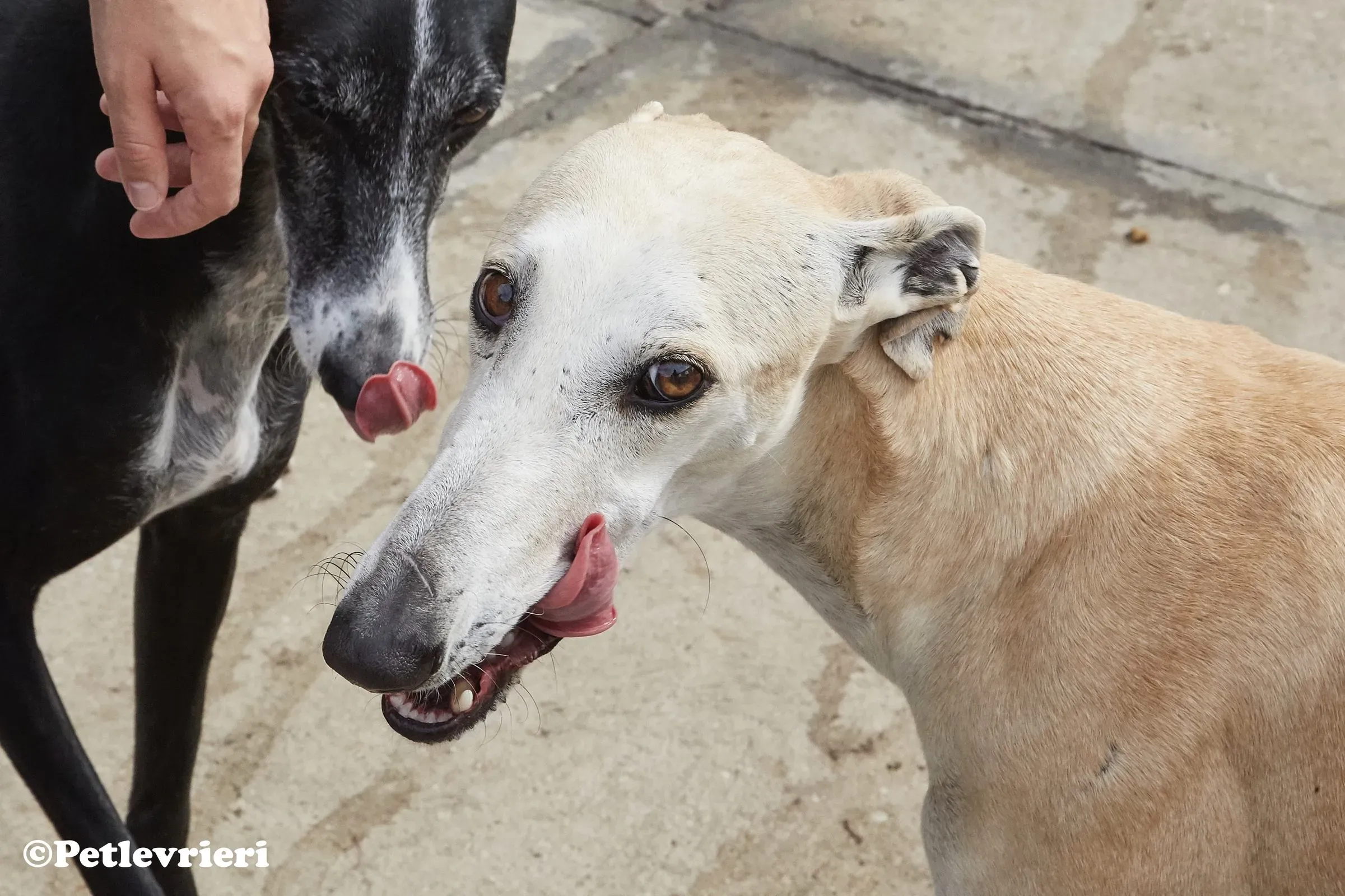 Niels adozione levrieri galgo 017