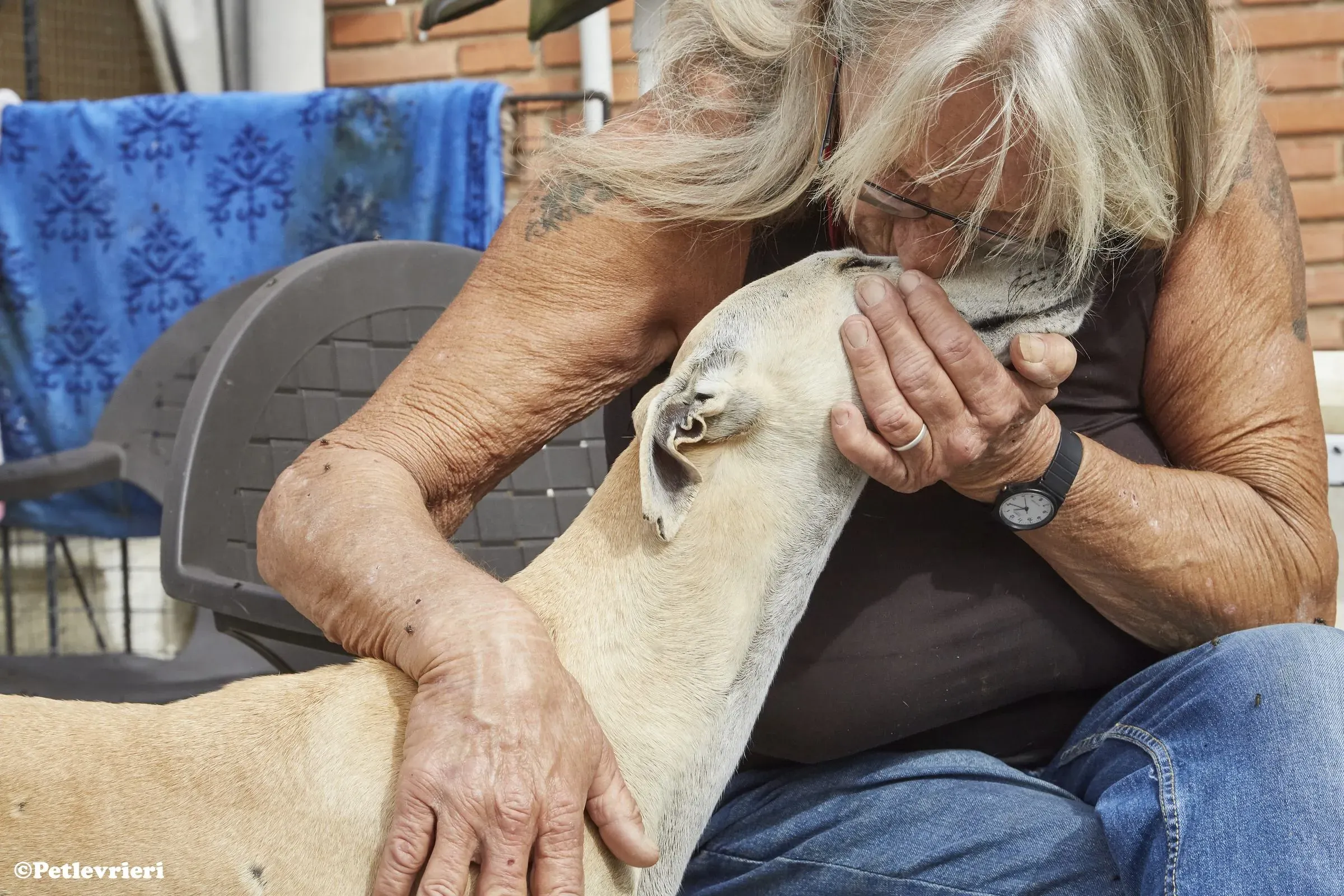 Niels adozione levrieri galgo 02