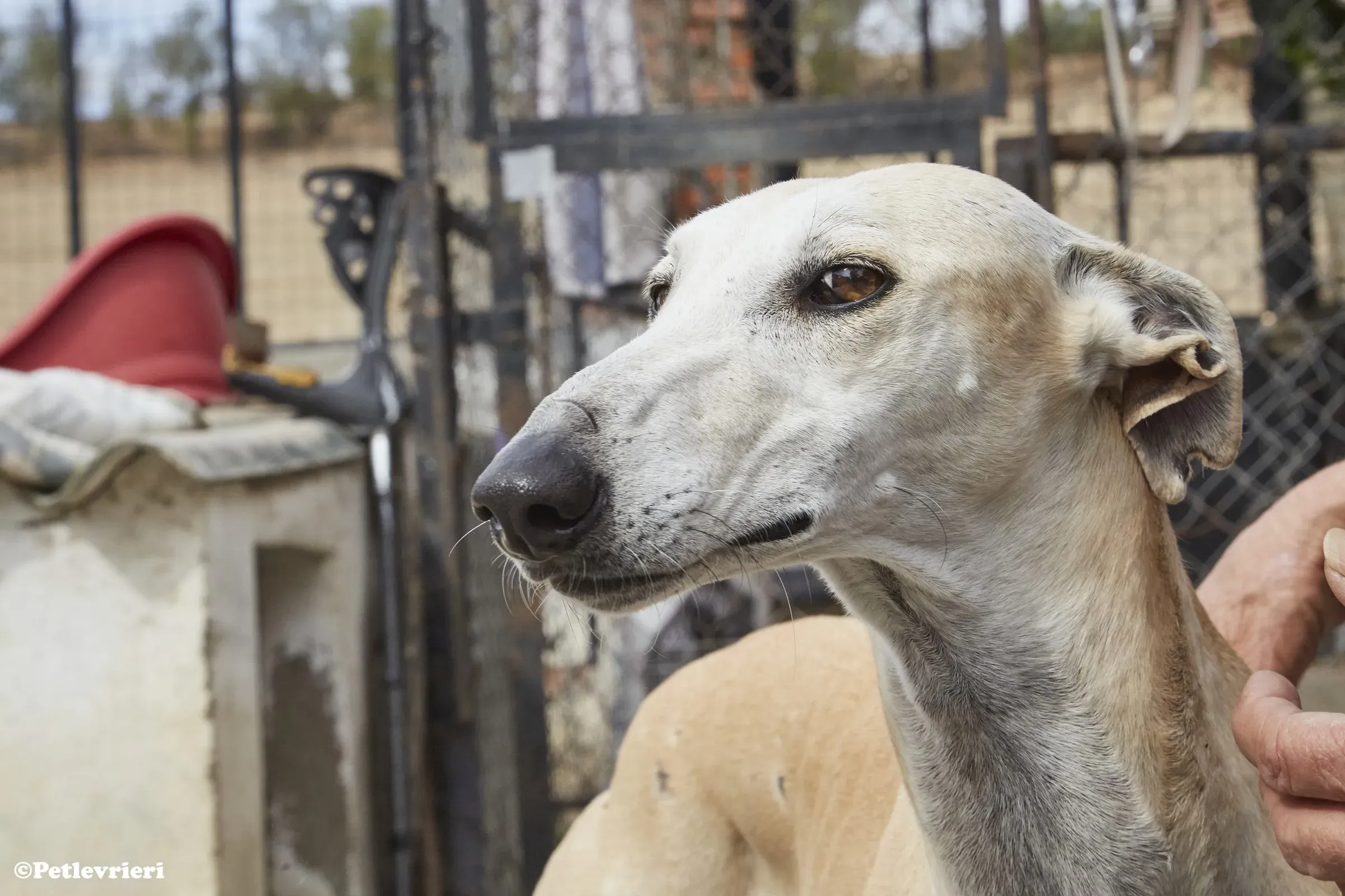 Niels adozione levrieri galgo 03