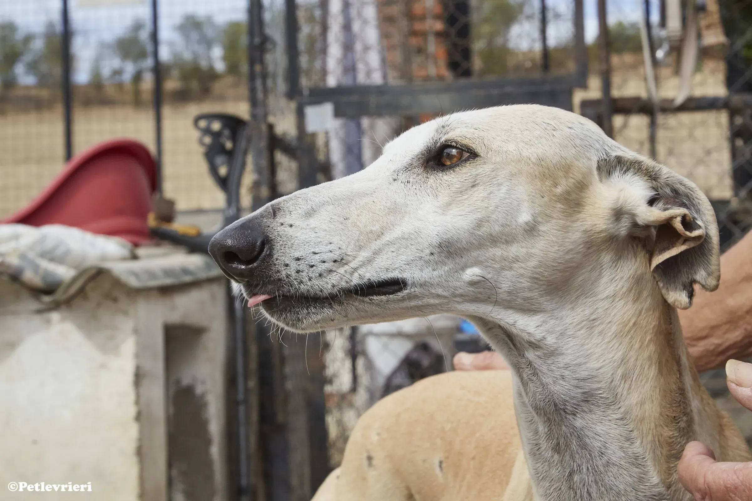 Niels adozione levrieri galgo 04