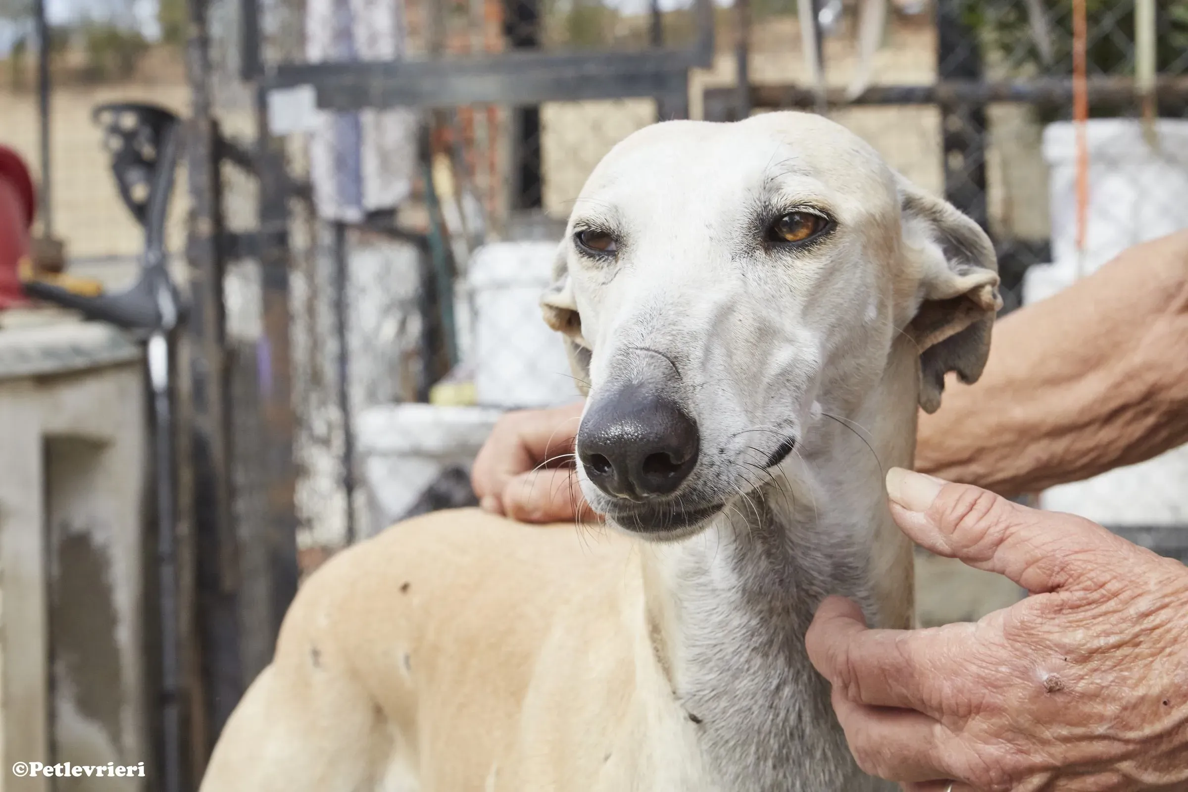 Niels adozione levrieri galgo 05