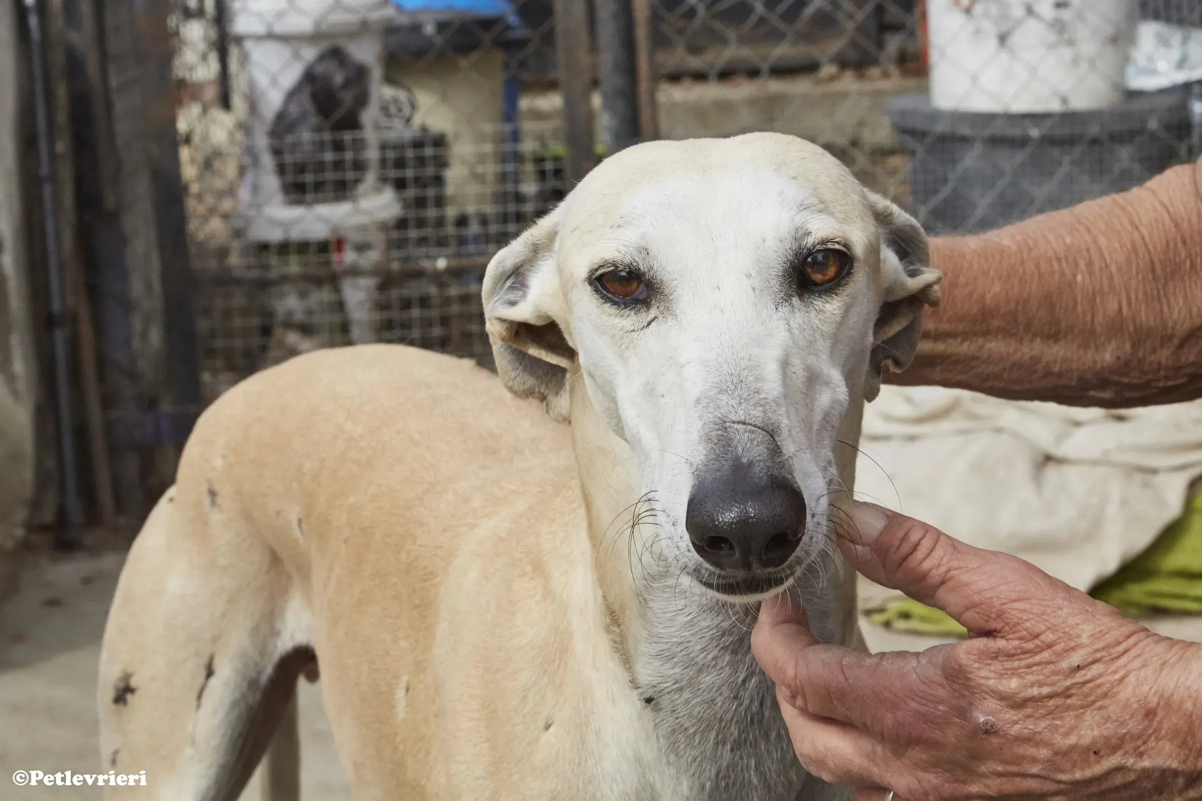 Niels adozione levrieri galgo 06