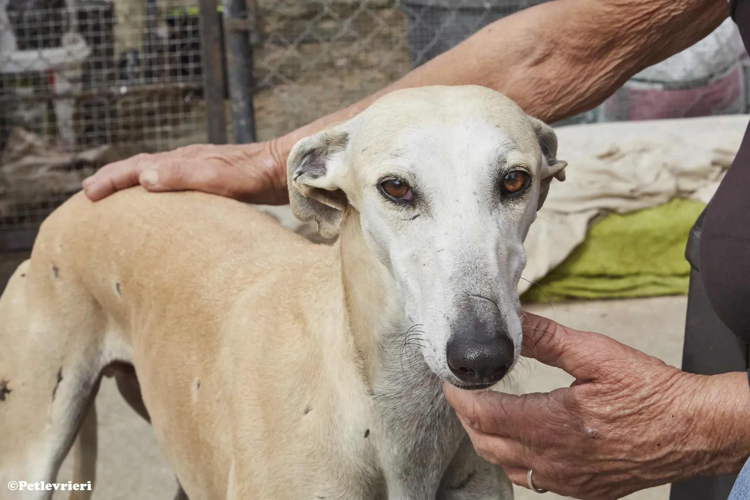 Niels adozione levrieri galgo 07