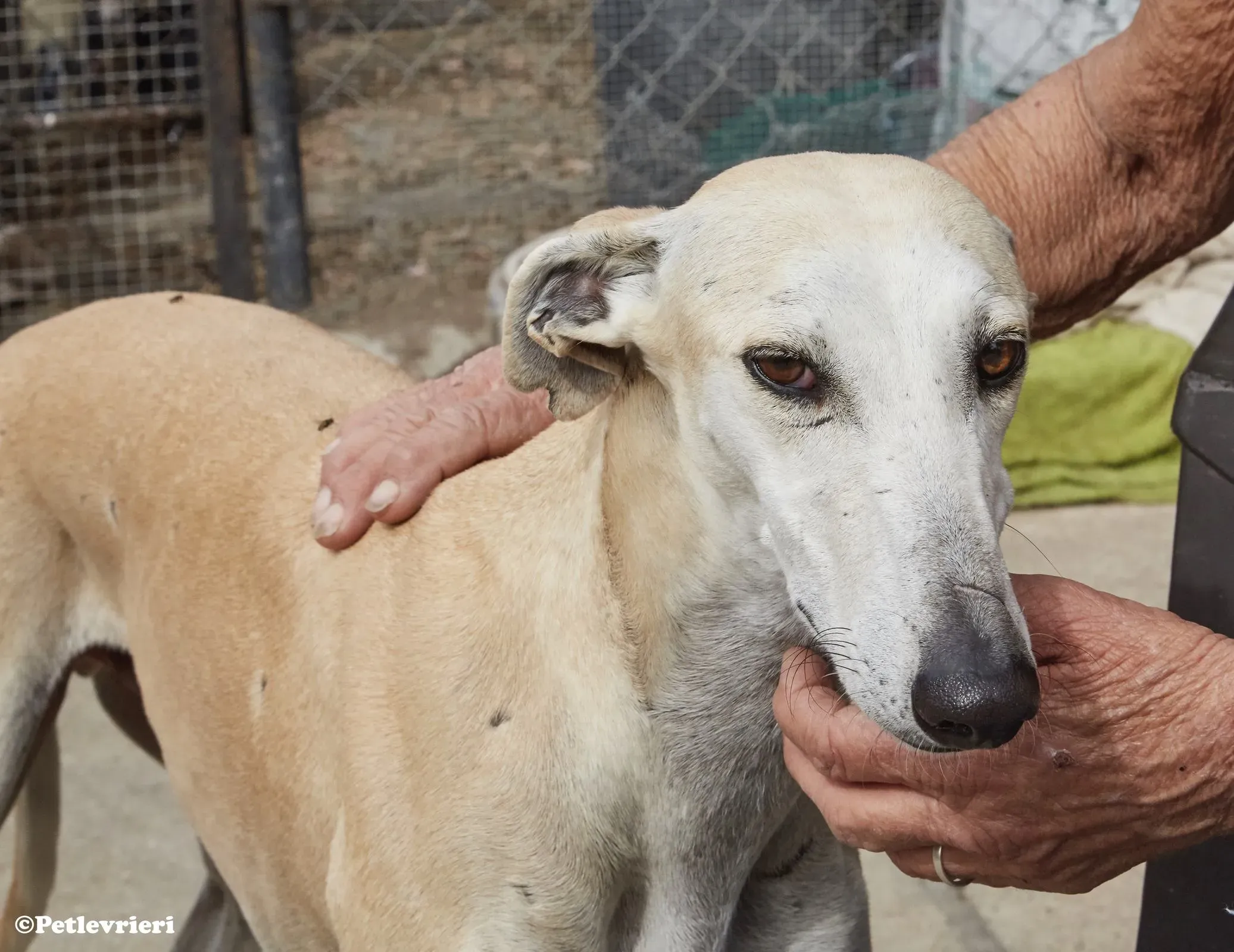 Niels adozione levrieri galgo 08