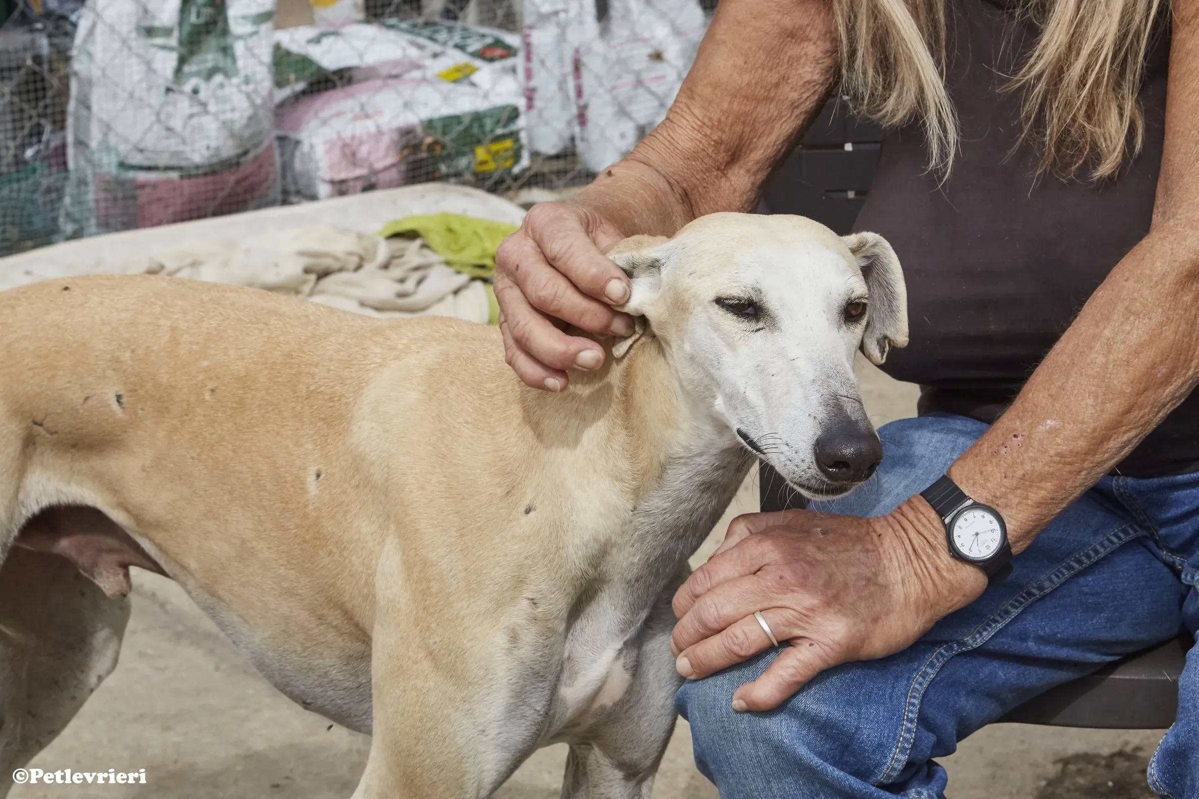 Niels adozione levrieri galgo 09