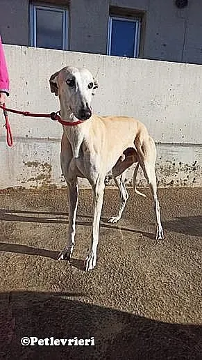 Niels animo randagio Melendugno 02