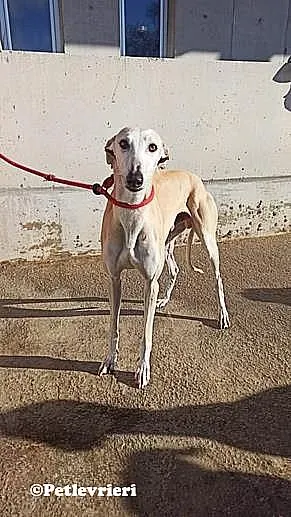 Niels animo randagio Melendugno 04