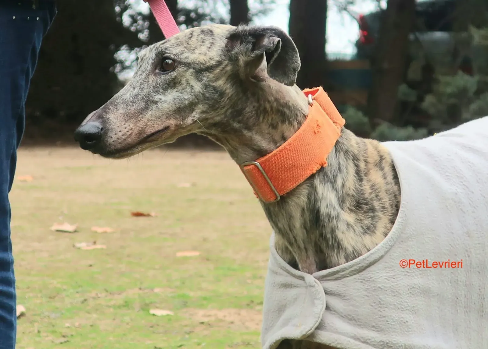 Nina adozione levrieri galgo 1