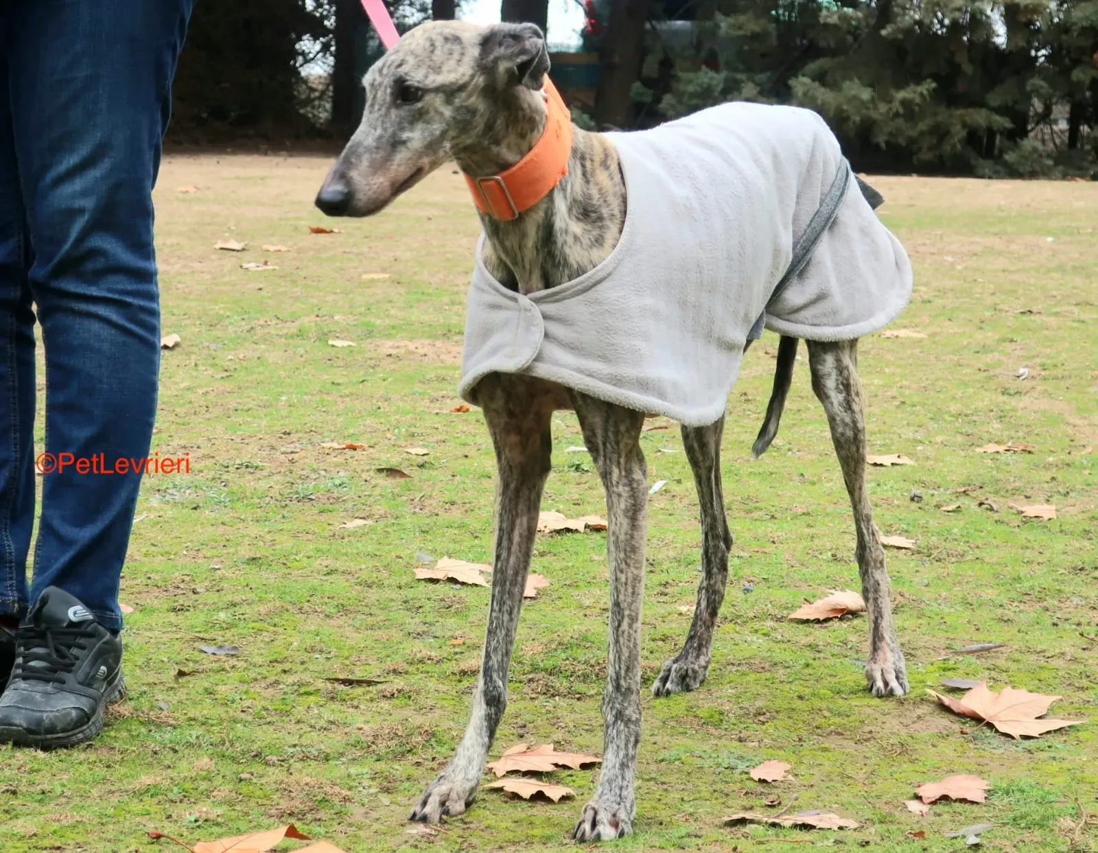 Nina adozione levrieri galgo 2