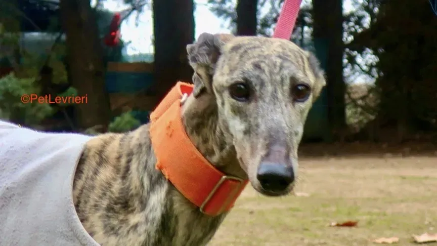 Nina adozione levrieri galgo 3 2