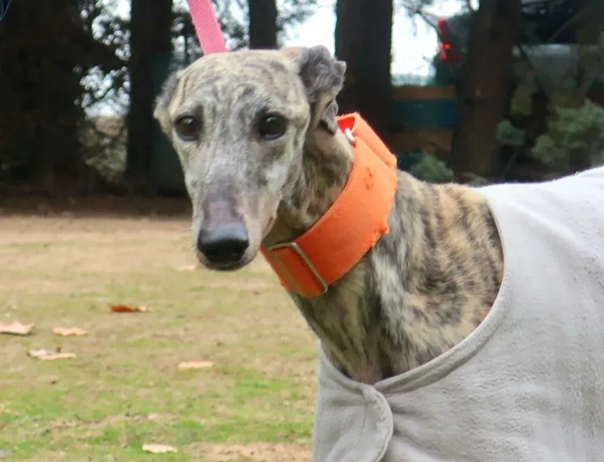 Nina adozione levrieri galgo 3