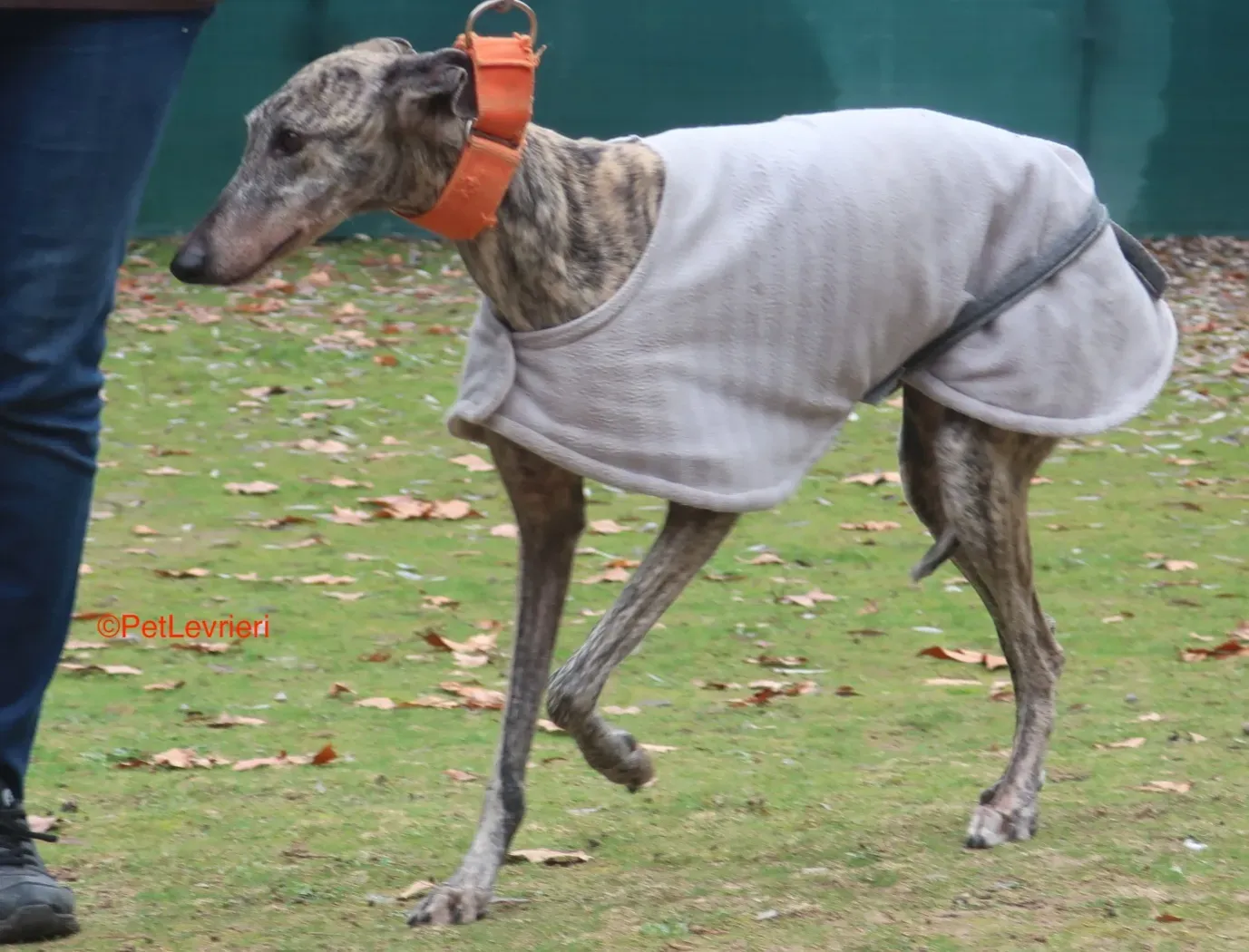 Nina adozione levrieri galgo 4