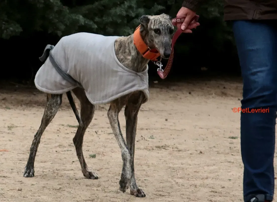 Nina adozione levrieri galgo 5