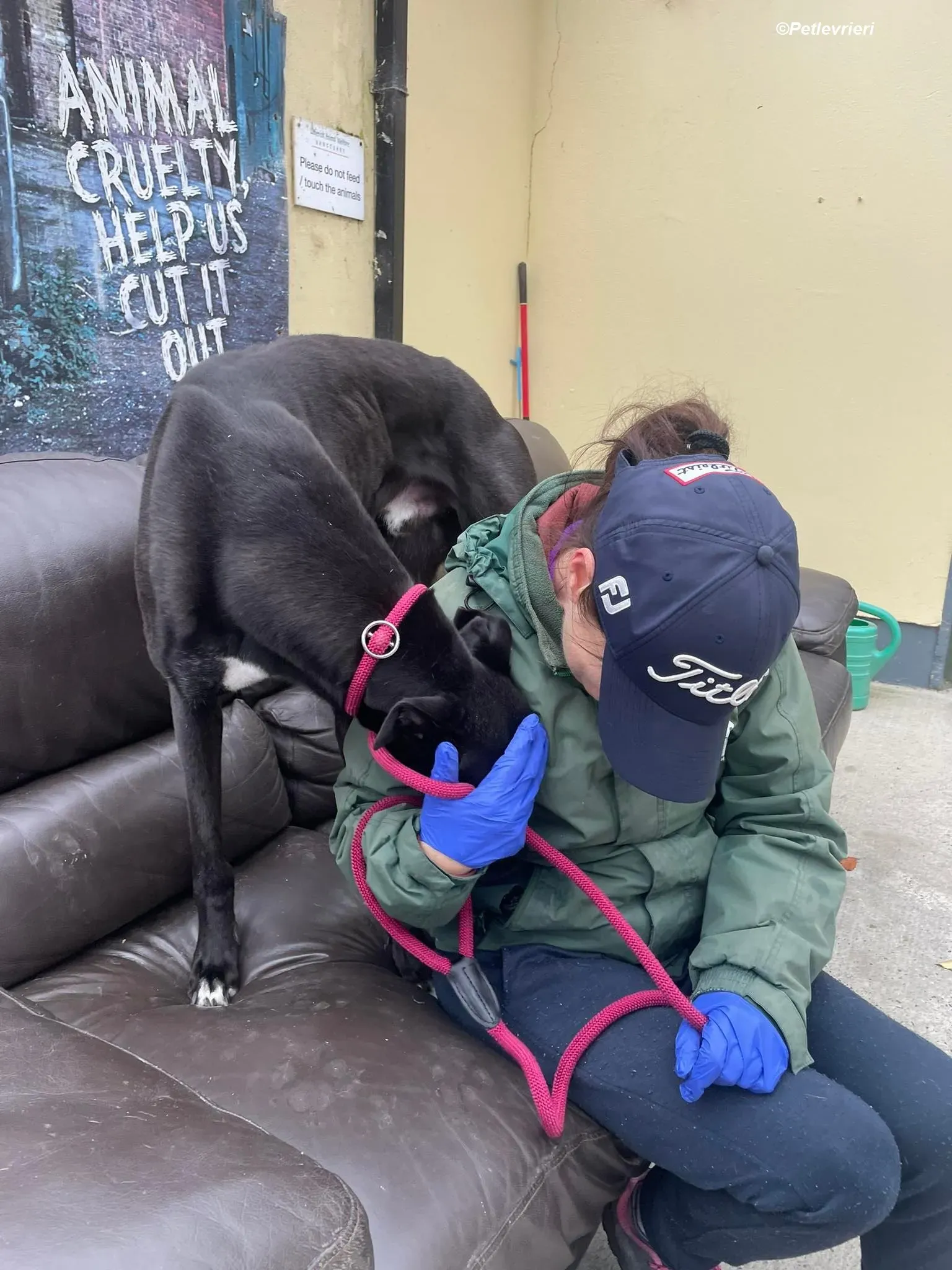 Ninja adozione levrieri greyhound 1