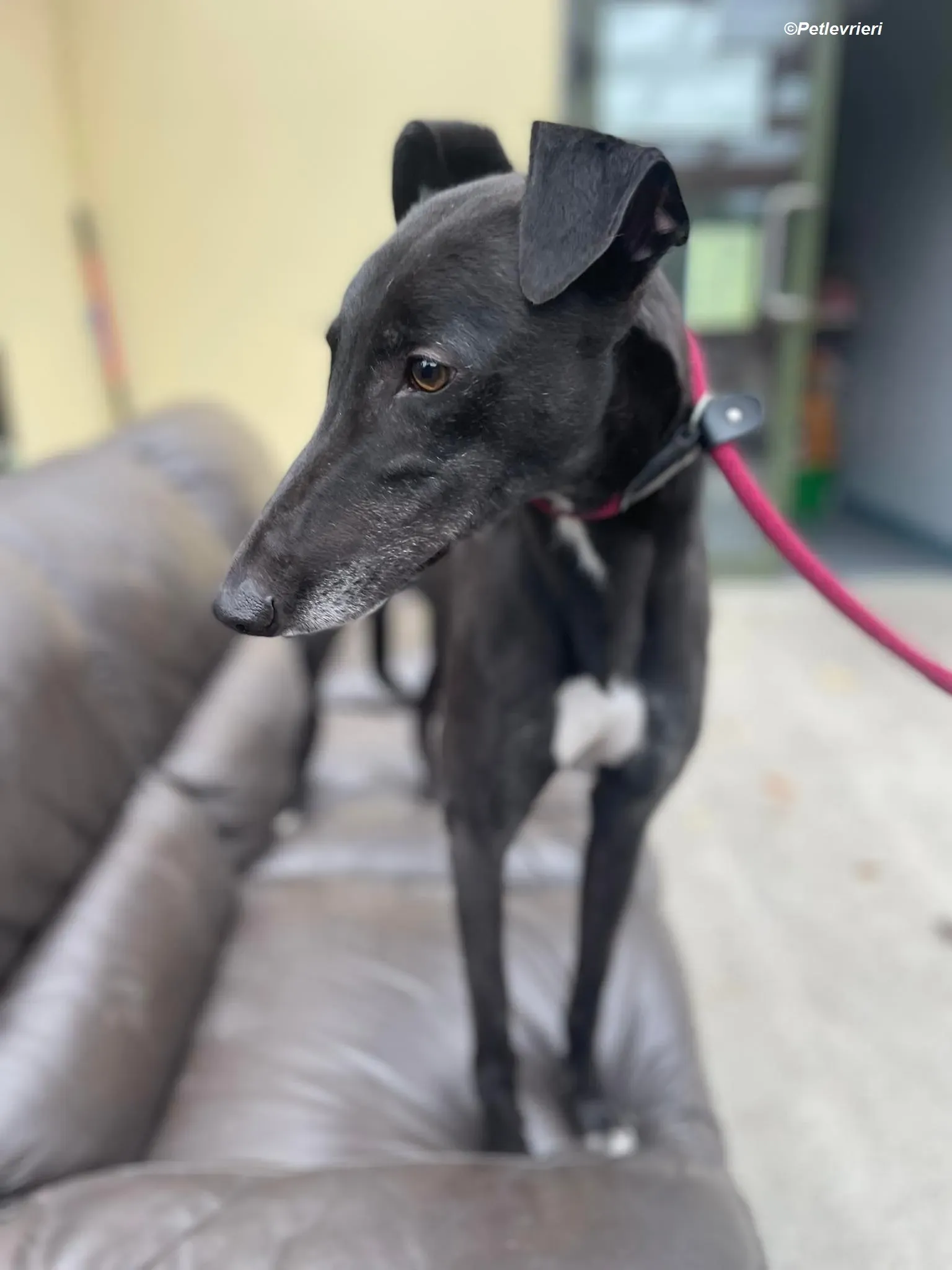 Ninja adozione levrieri greyhound 10