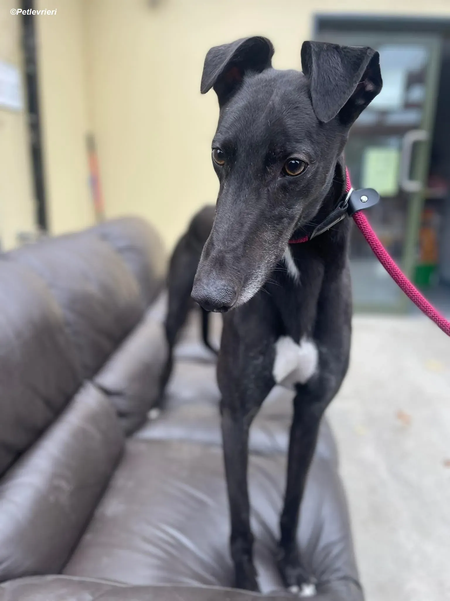 Ninja adozione levrieri greyhound 11