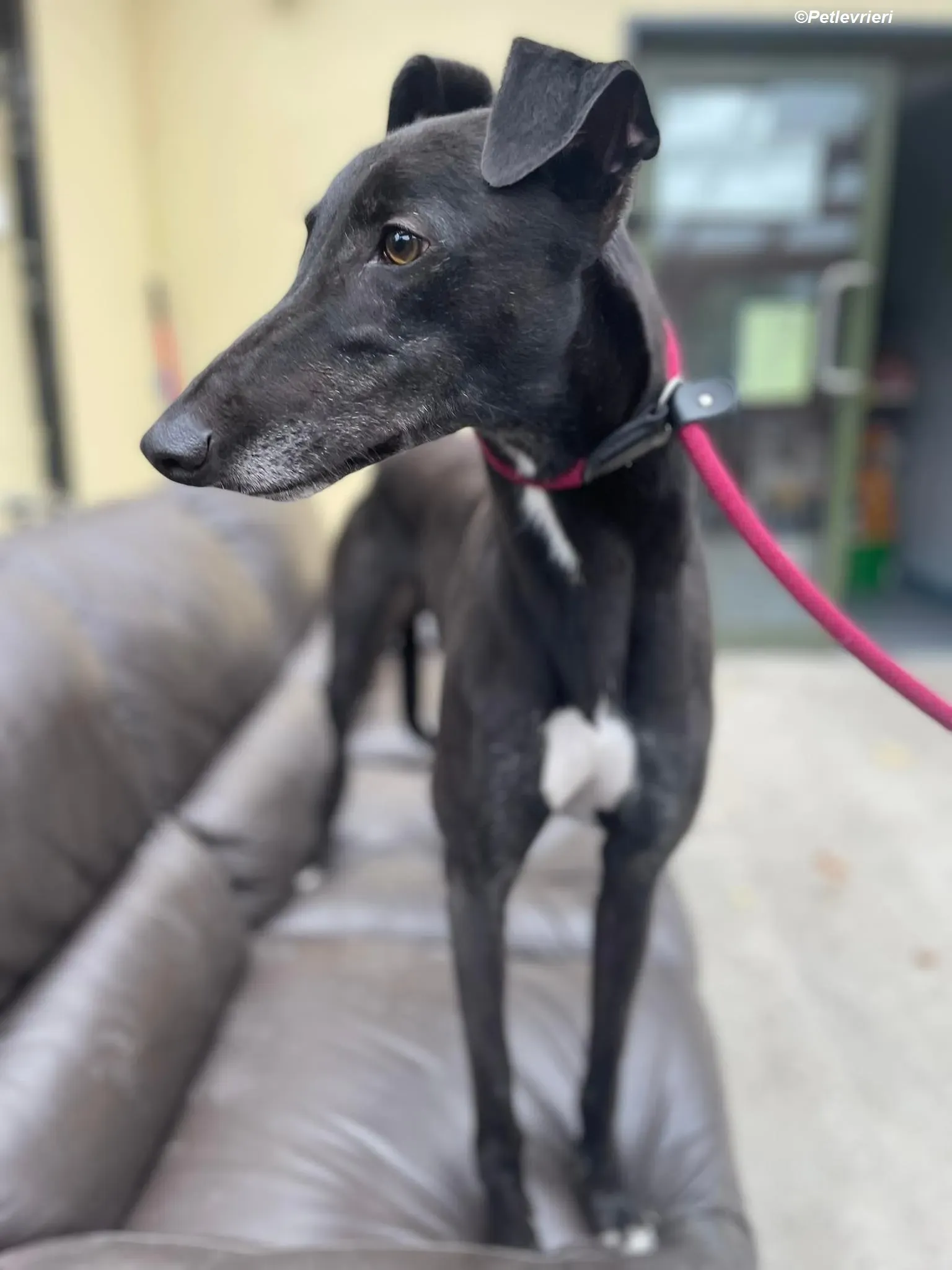 Ninja adozione levrieri greyhound 12