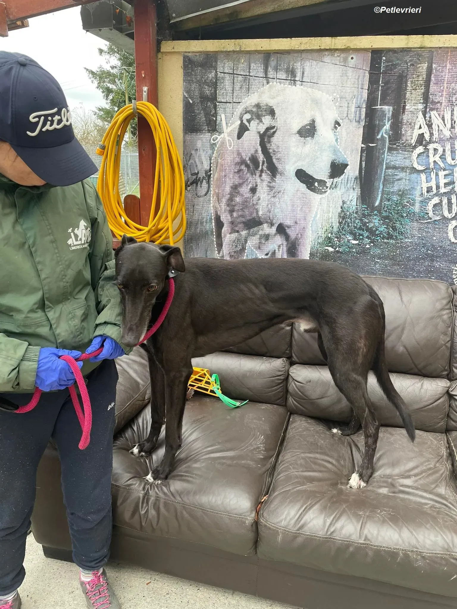 Ninja adozione levrieri greyhound 13