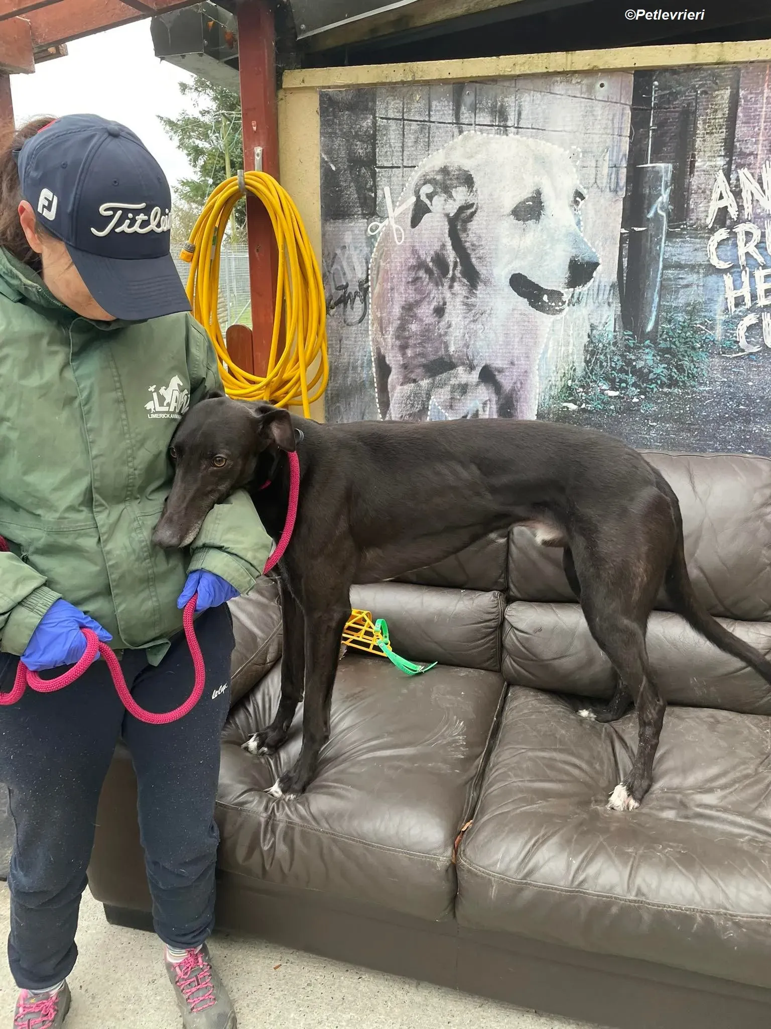 Ninja adozione levrieri greyhound 14