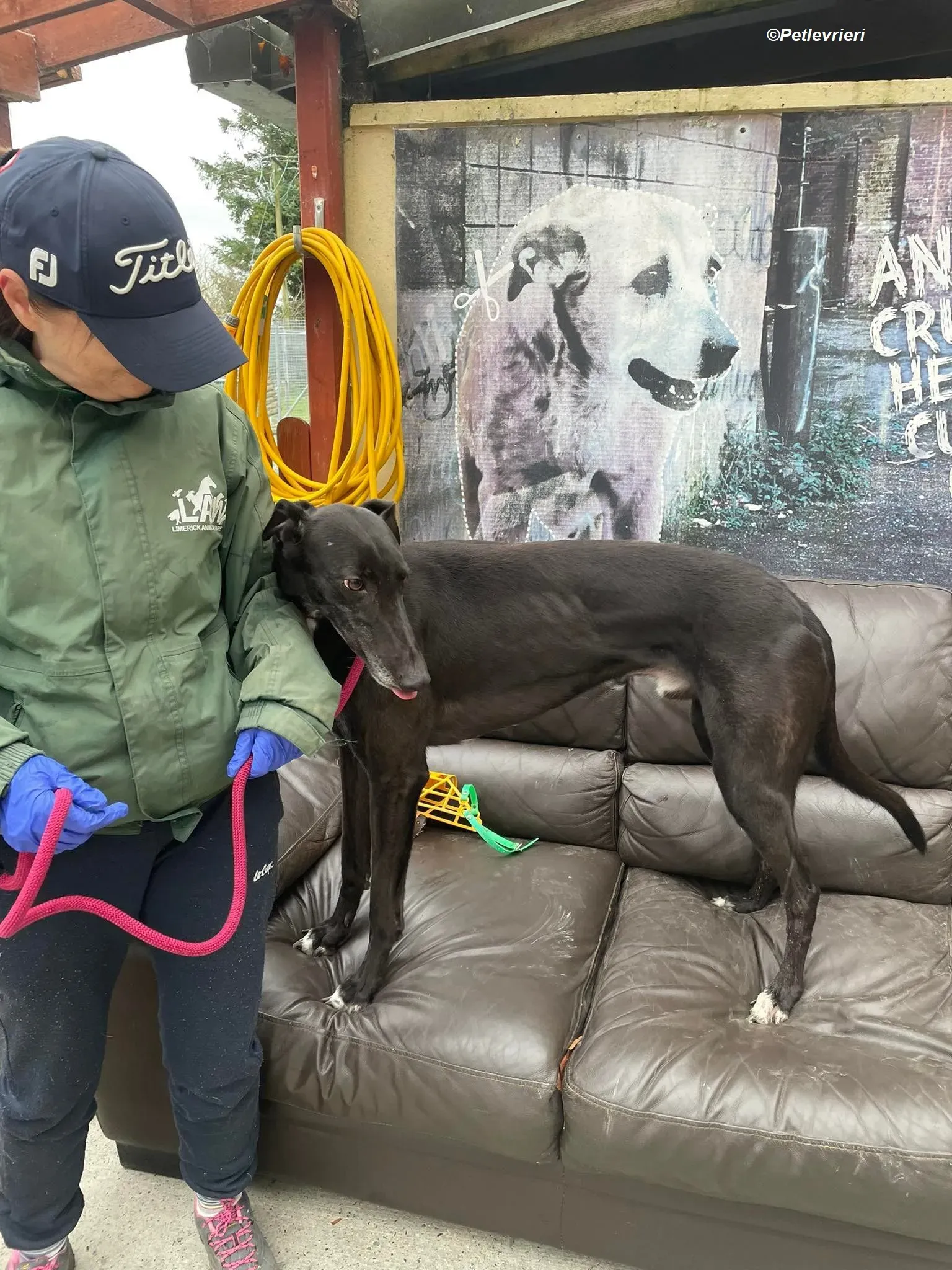 Ninja adozione levrieri greyhound 15