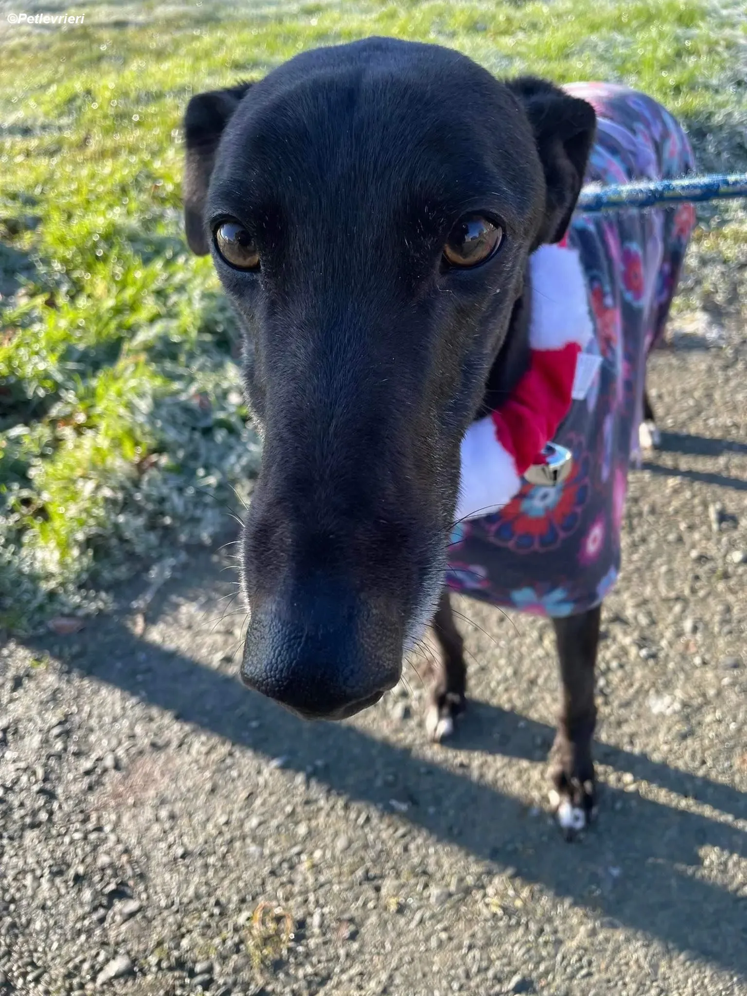 Ninja adozione levrieri greyhound 16