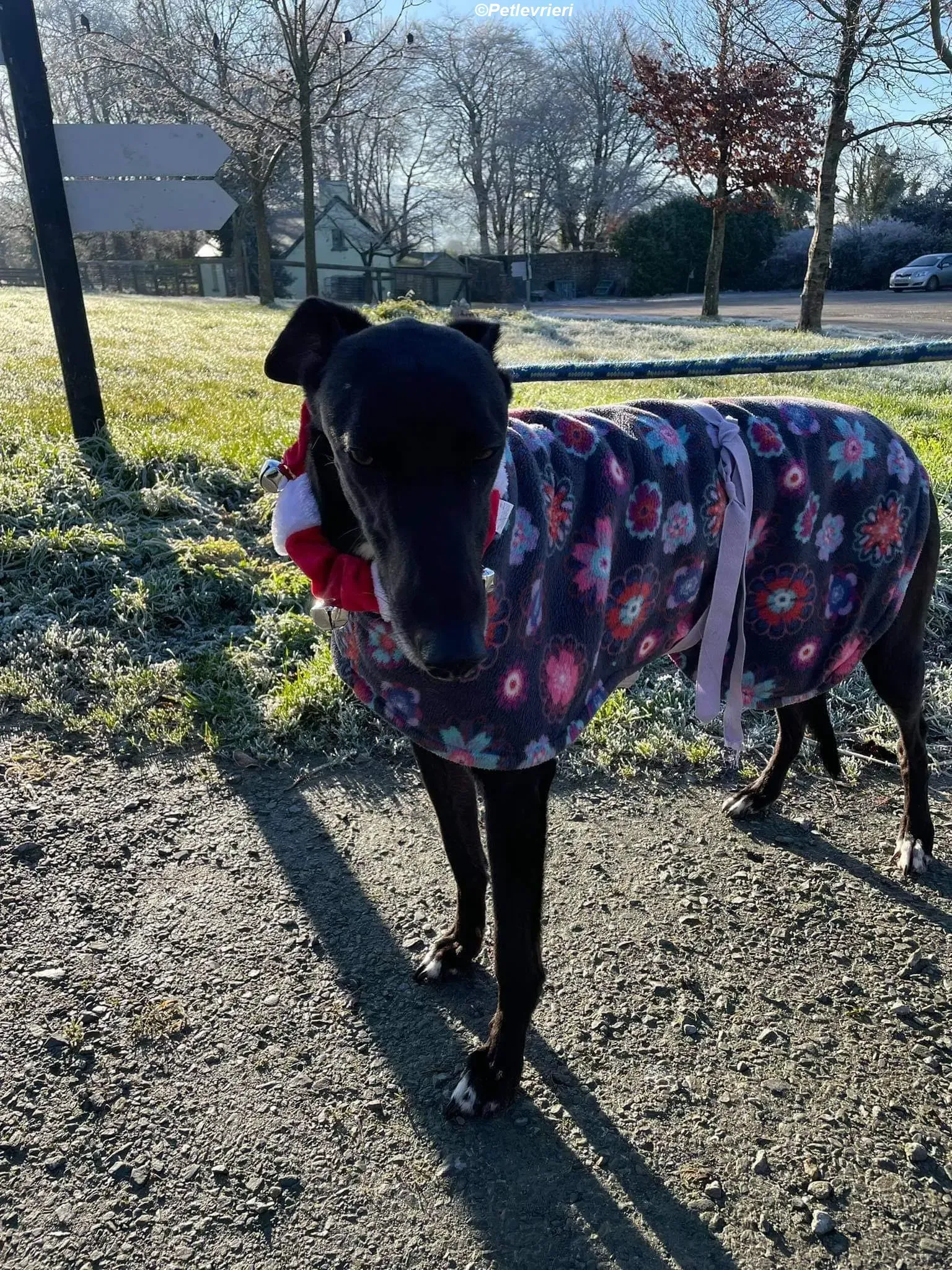 Ninja adozione levrieri greyhound 17