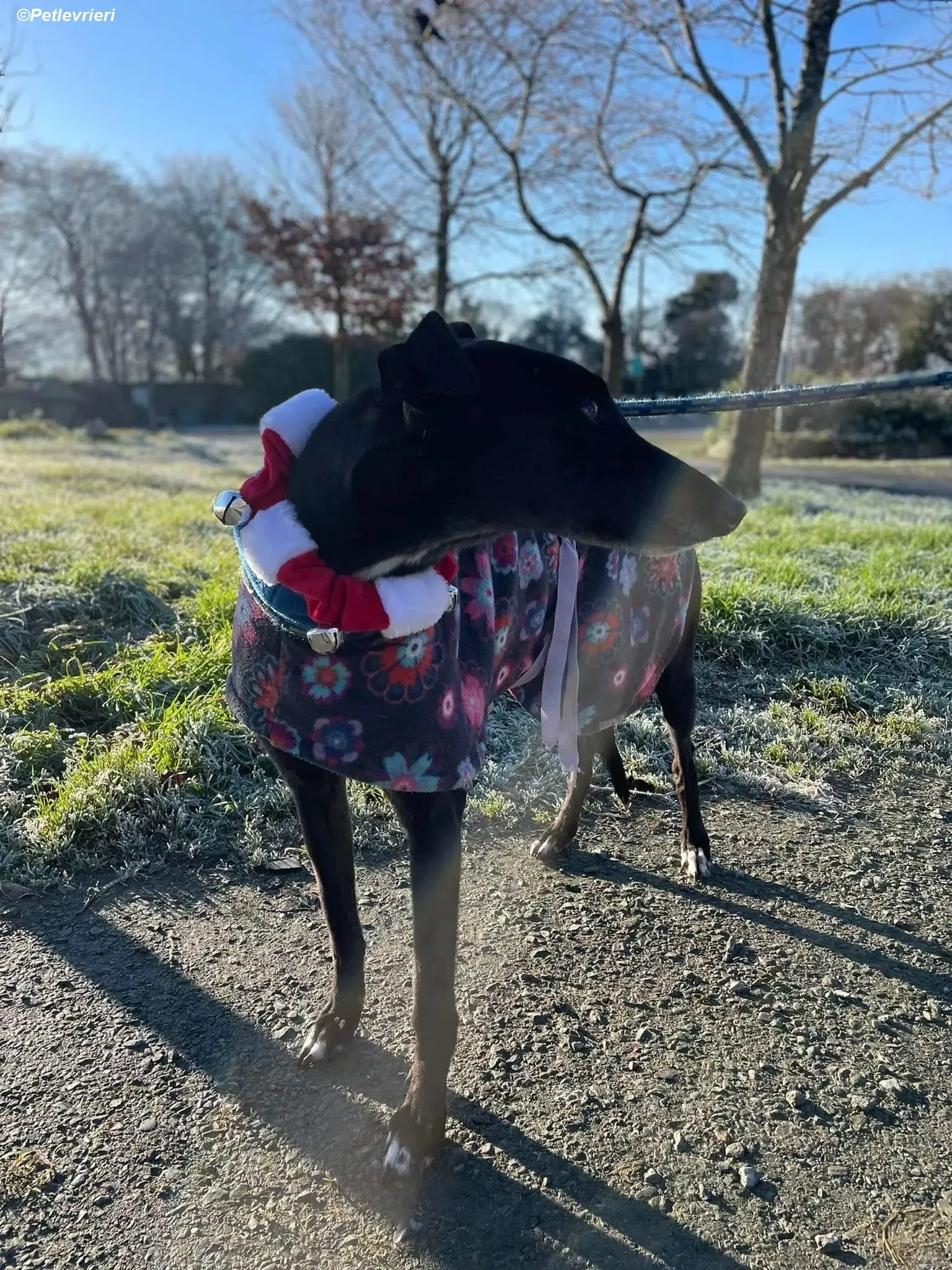 Ninja adozione levrieri greyhound 19