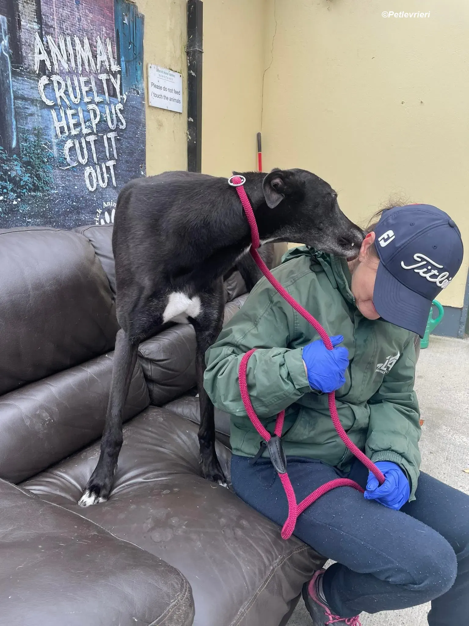 Ninja adozione levrieri greyhound 2