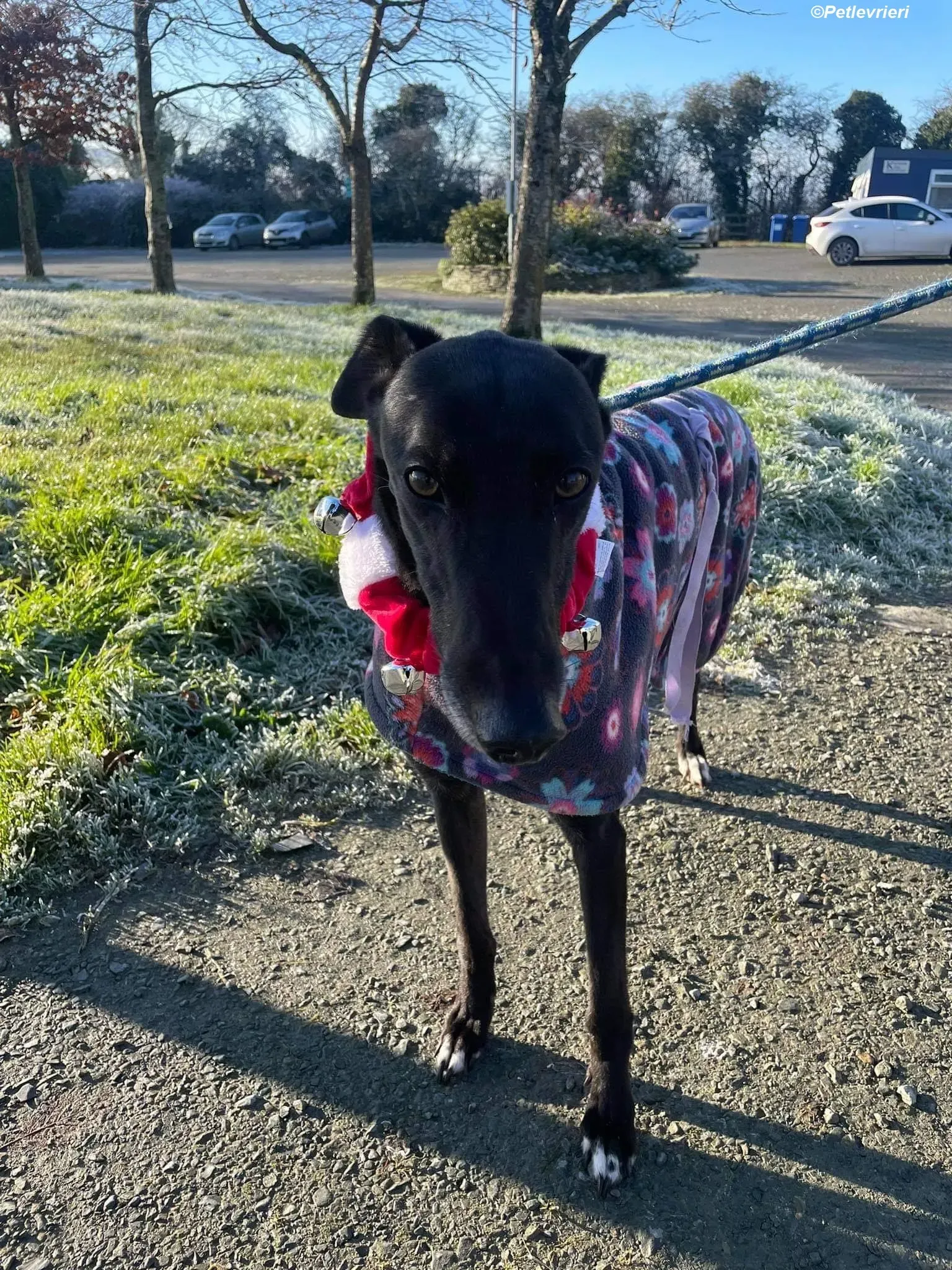 Ninja adozione levrieri greyhound 21