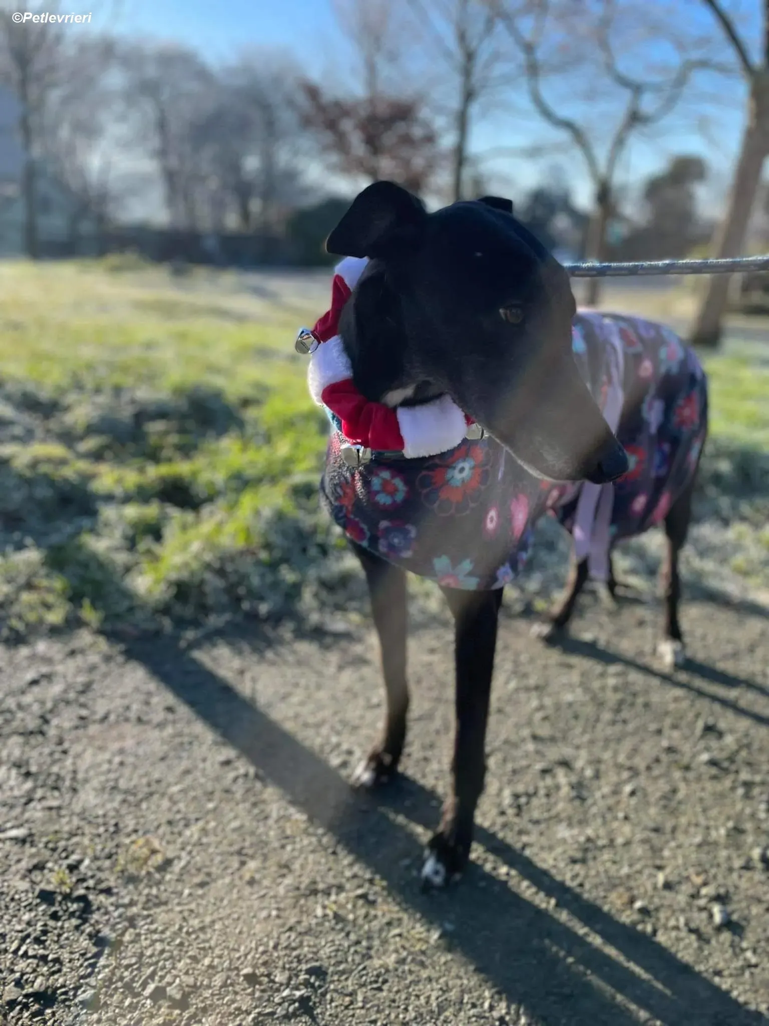 Ninja adozione levrieri greyhound 22