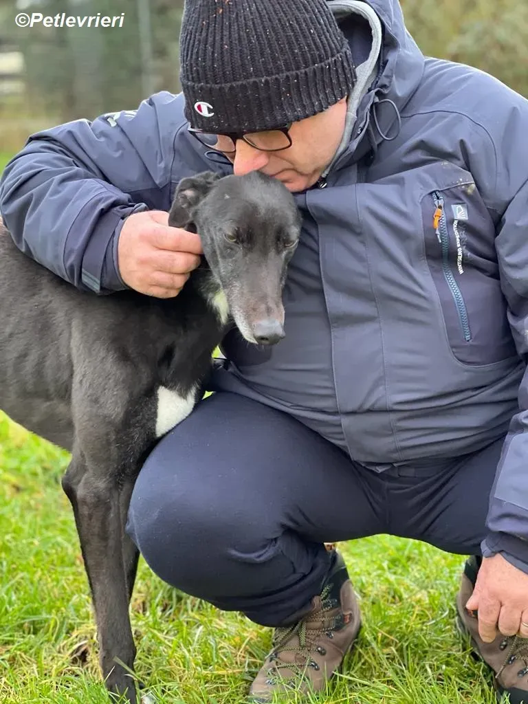 Ninja adozione levrieri greyhound 23