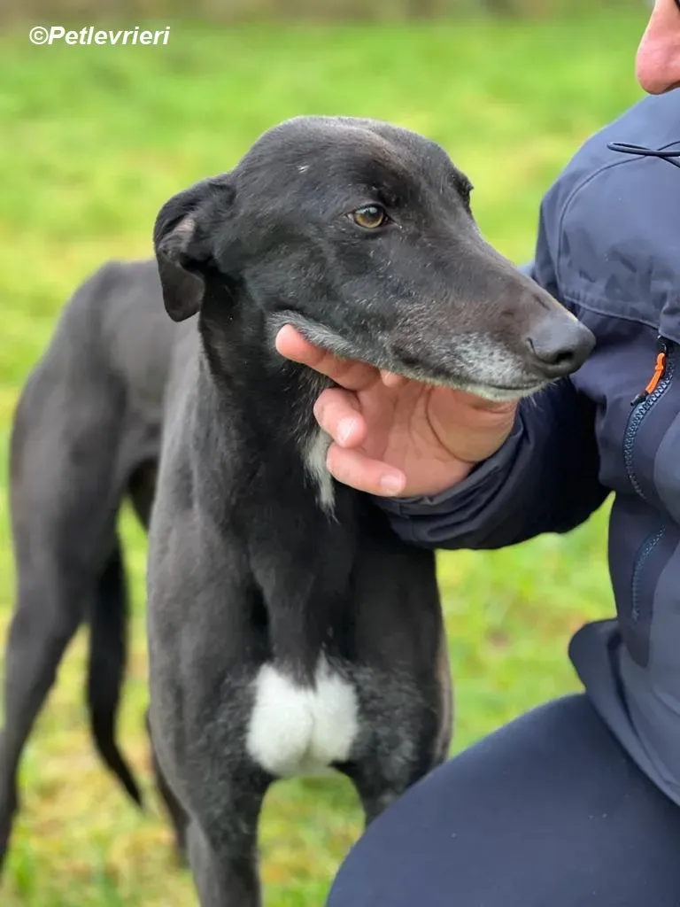 Ninja adozione levrieri greyhound 24