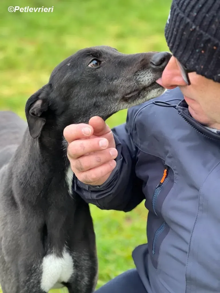 Ninja adozione levrieri greyhound 25