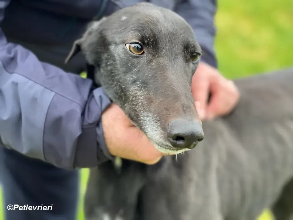 Ninja adozione levrieri greyhound 26