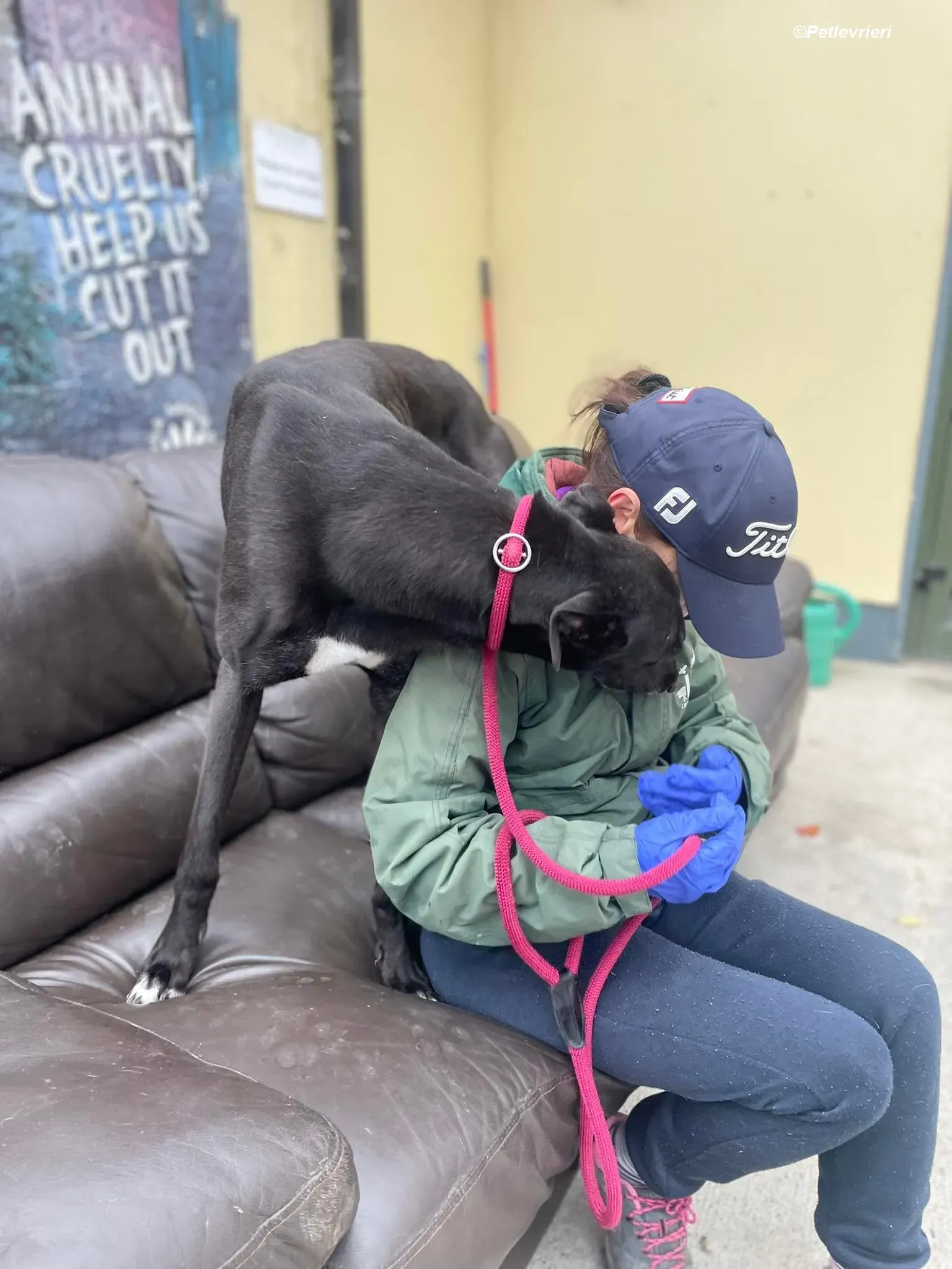 Ninja adozione levrieri greyhound 3