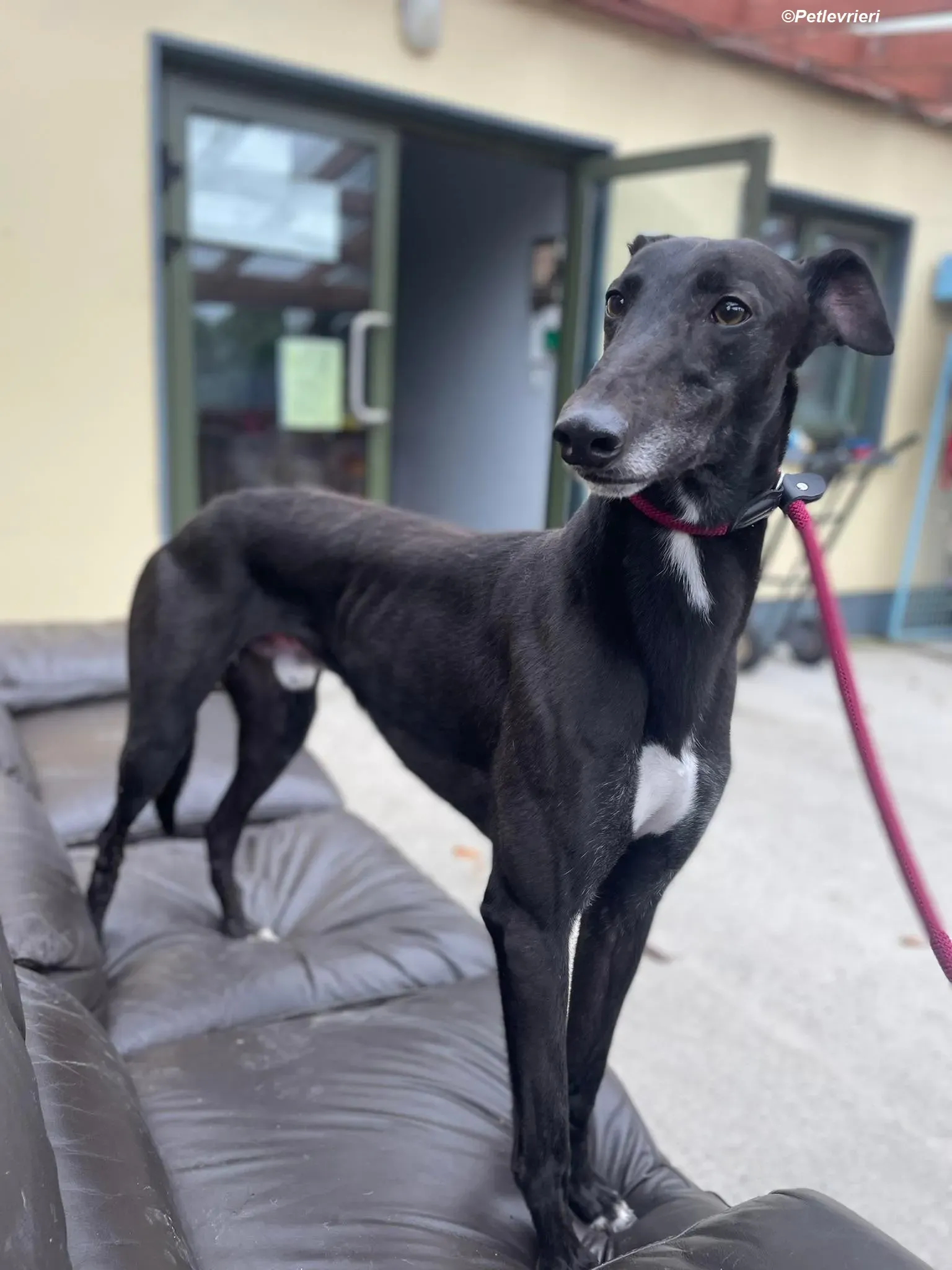 Ninja adozione levrieri greyhound 4