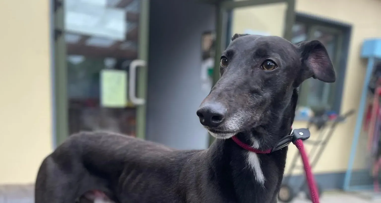 Ninja adozione levrieri greyhound 5 e1668599221982