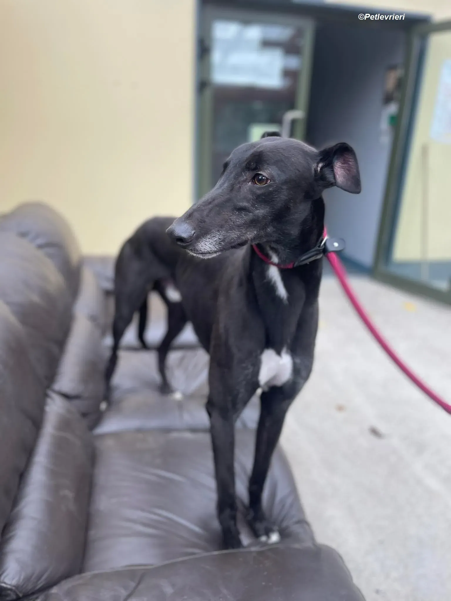 Ninja adozione levrieri greyhound 6