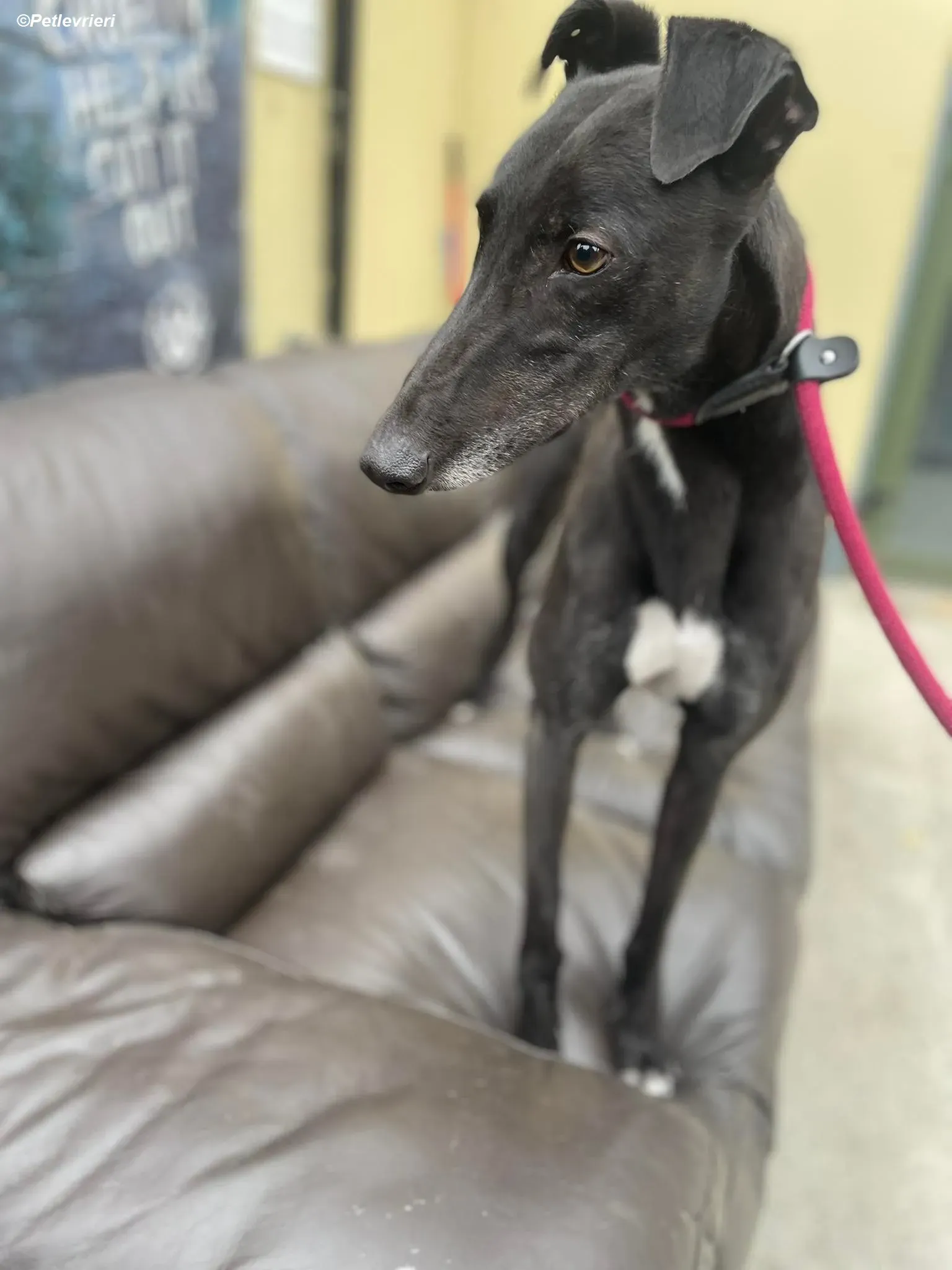 Ninja adozione levrieri greyhound 7