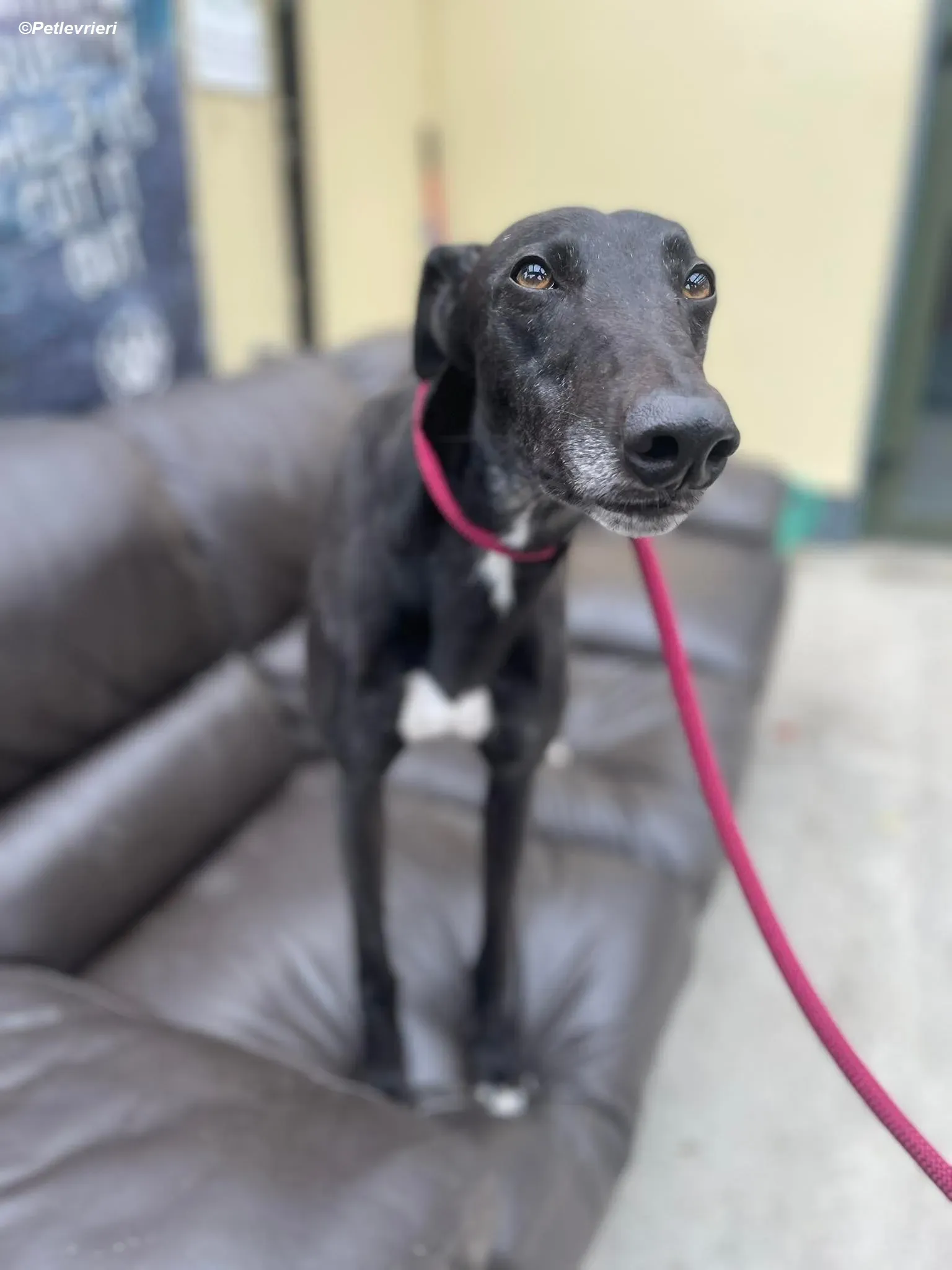 Ninja adozione levrieri greyhound 8