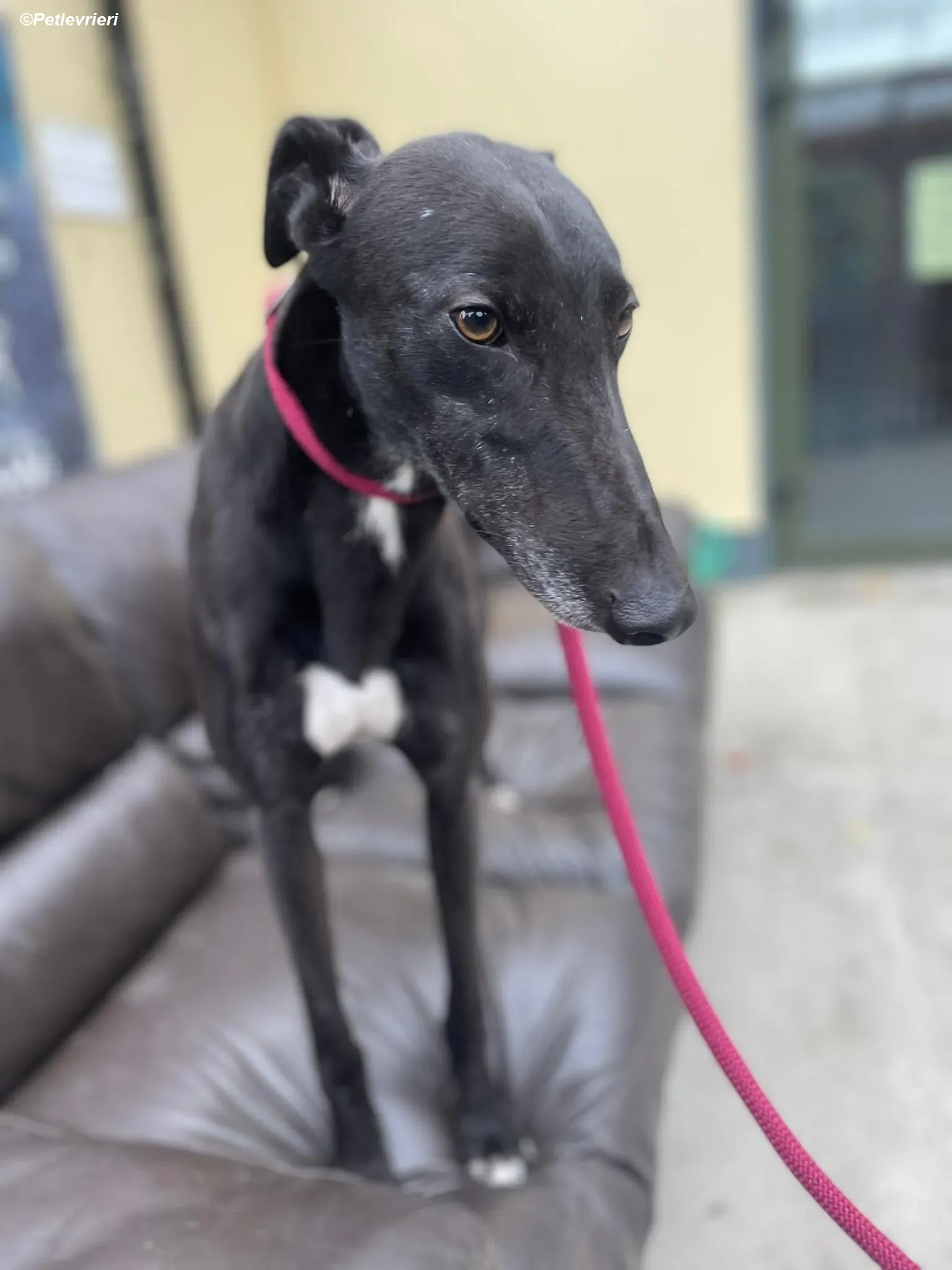 Ninja adozione levrieri greyhound 9