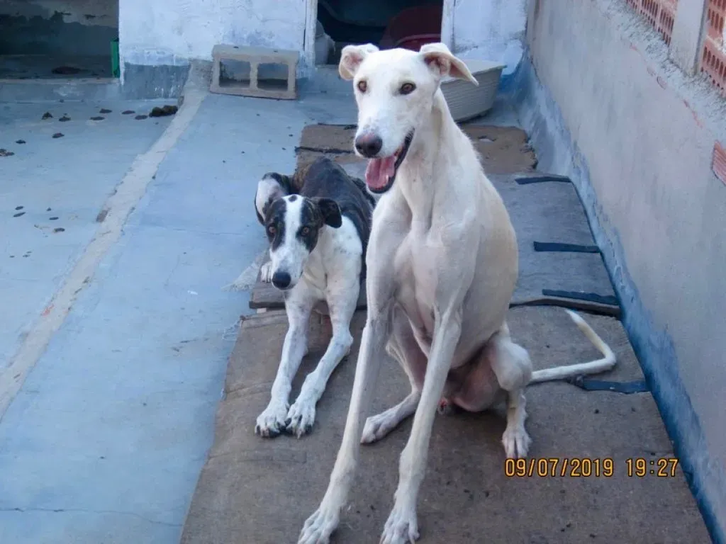 Nivero adozione levrieri galgo 00