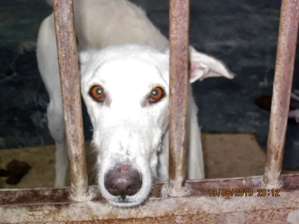 Nivero adozione levrieri galgo 01