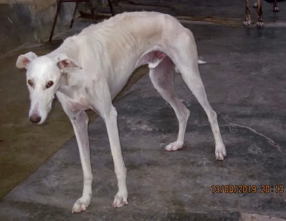 Nivero adozione levrieri galgo 02