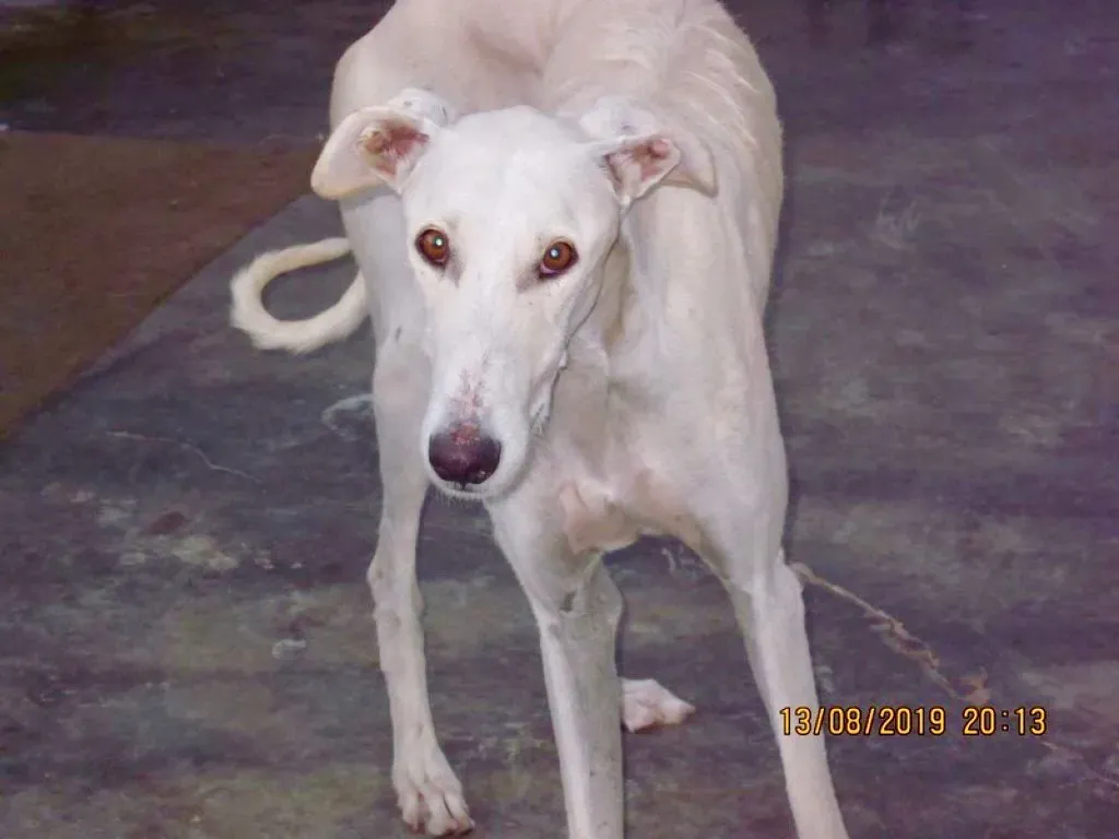 Nivero adozione levrieri galgo 03