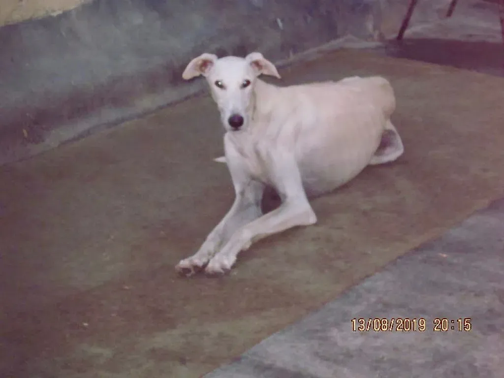 Nivero adozione levrieri galgo 04